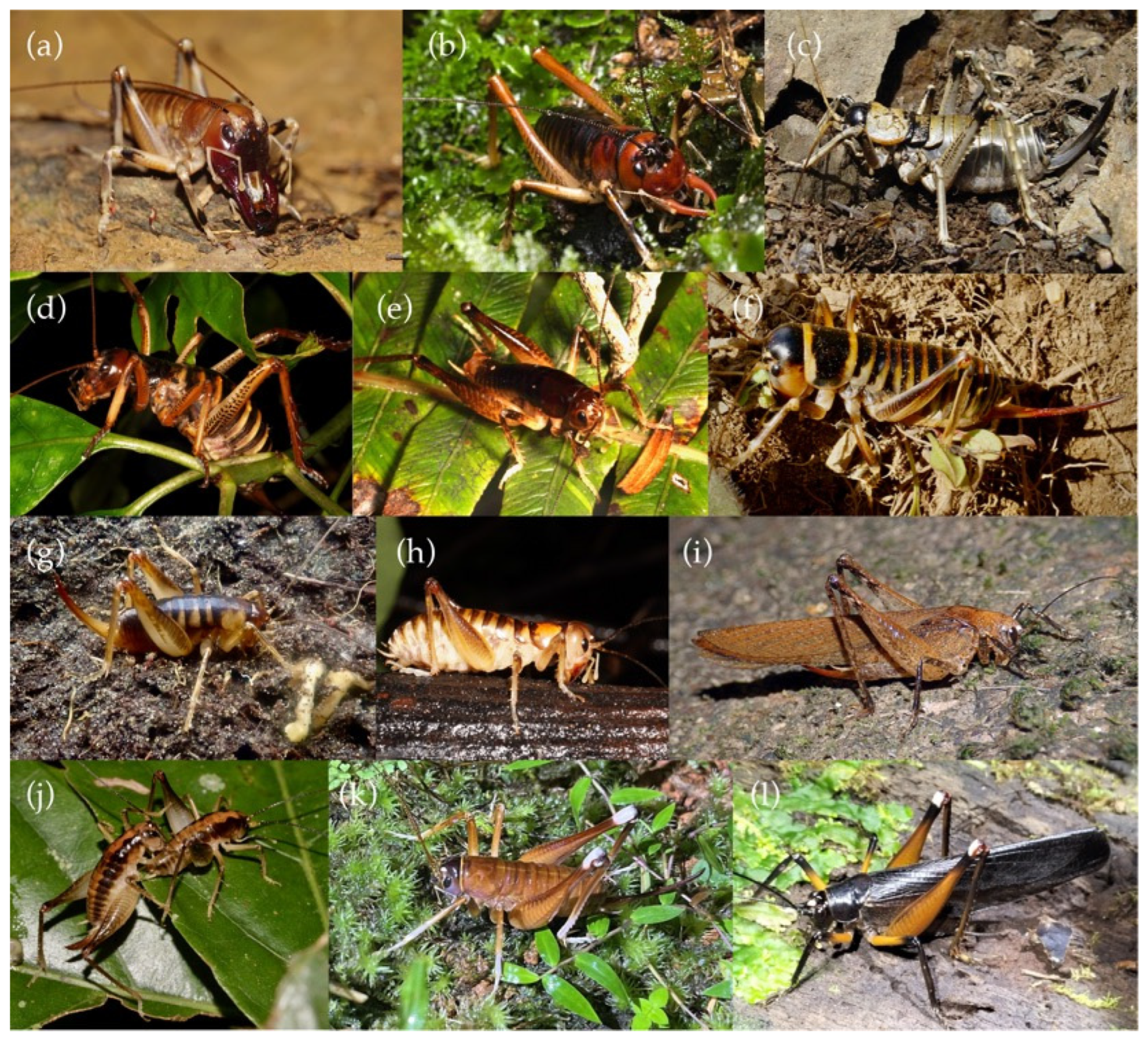 Insects 15 00787 g002 Insects 15 00787 g002