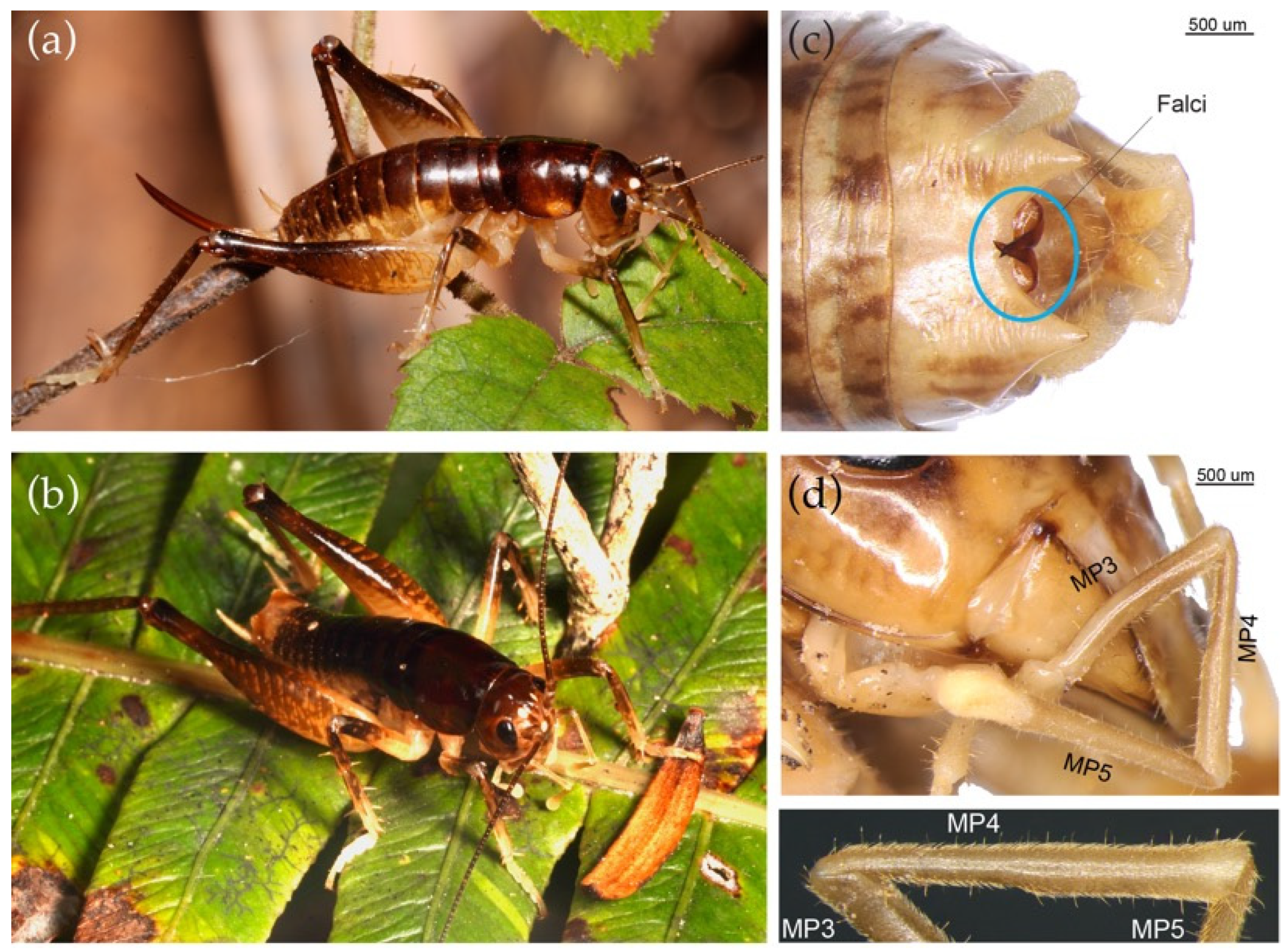 Insects 15 00787 g007 Insects 15 00787 g007