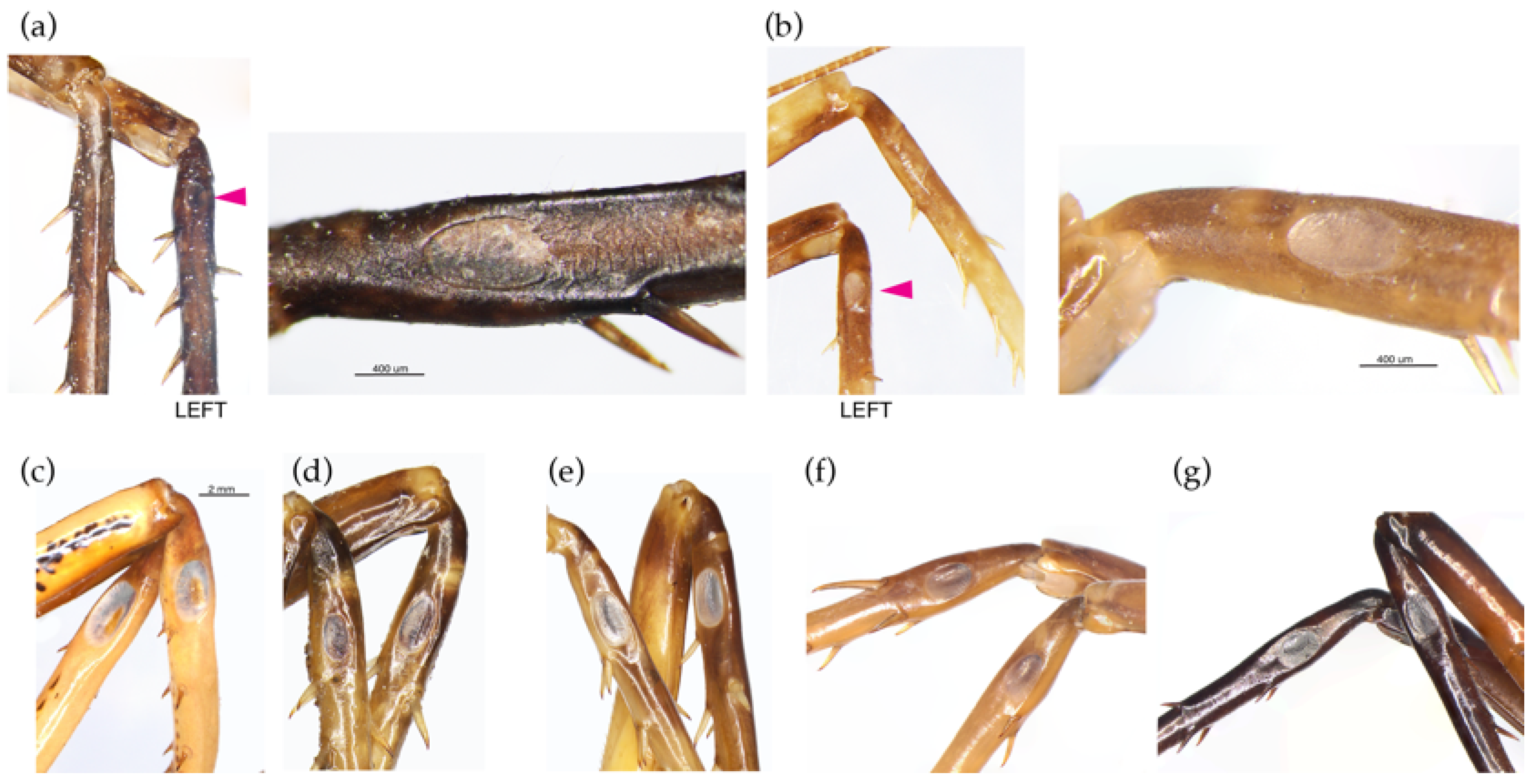 Insects 15 00787 g008 Insects 15 00787 g008