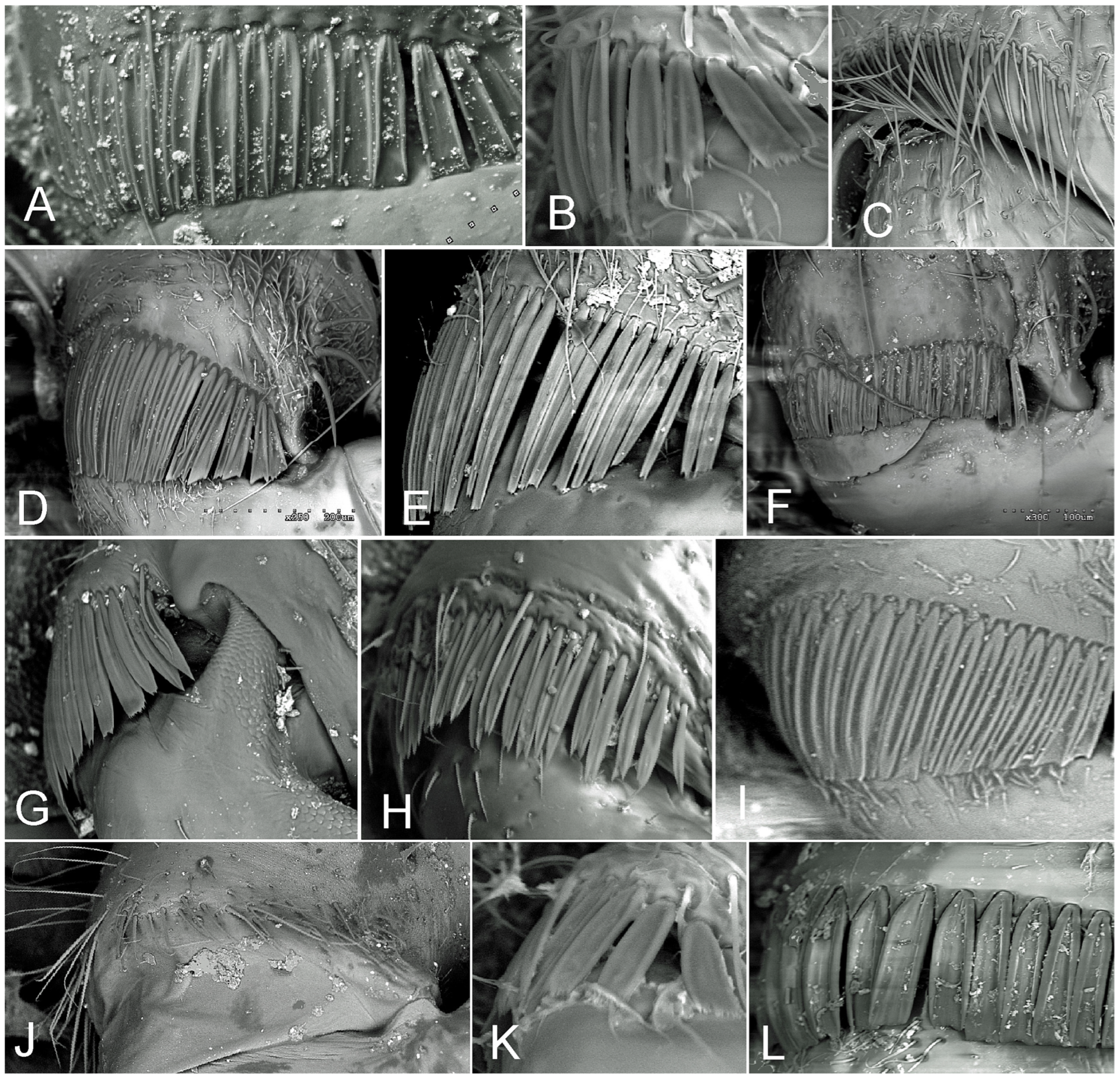 New Molecular Phylogenetic Evidence Confirms Independent Origin of 
