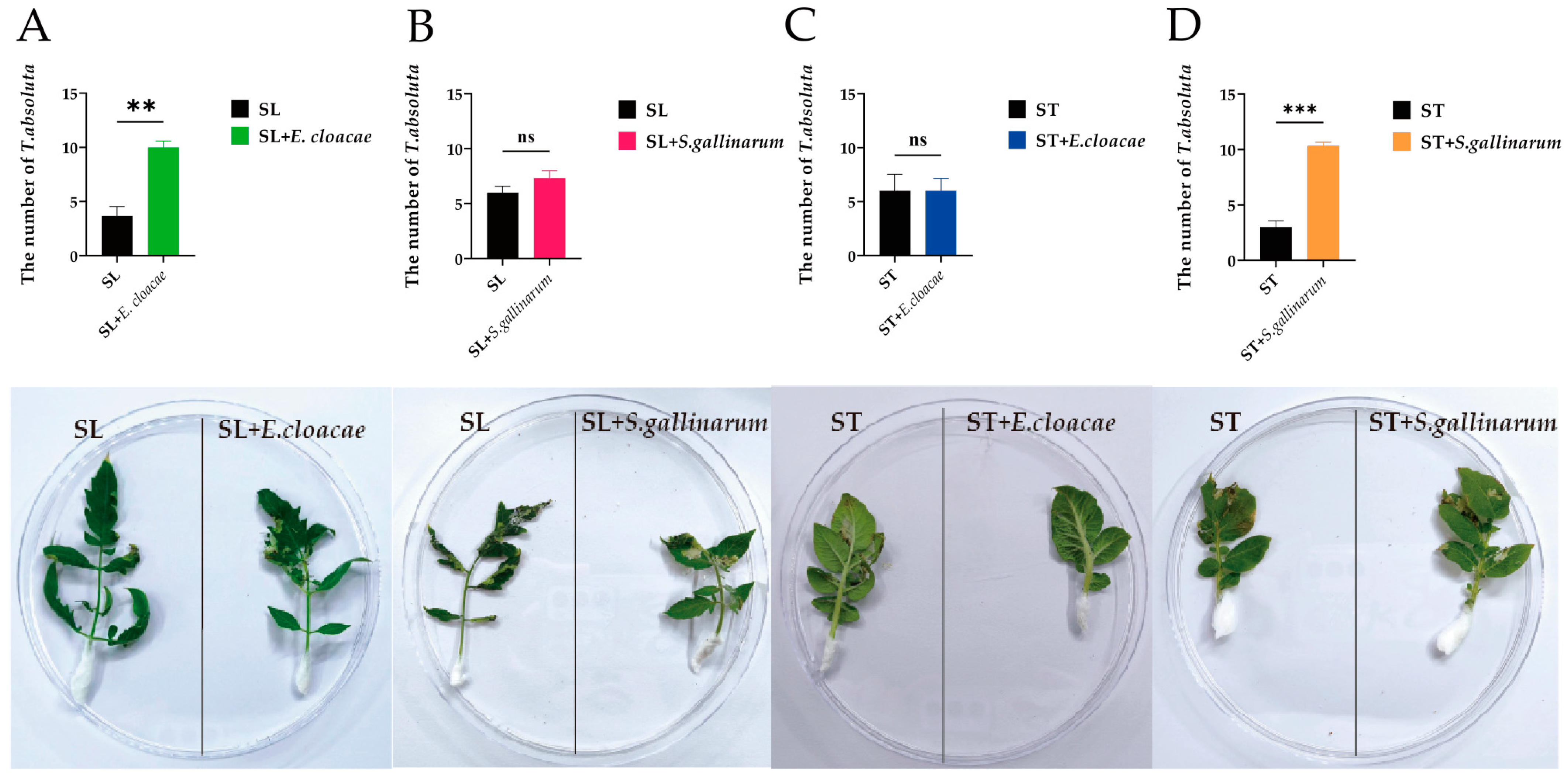 Insects 15 00795 g006