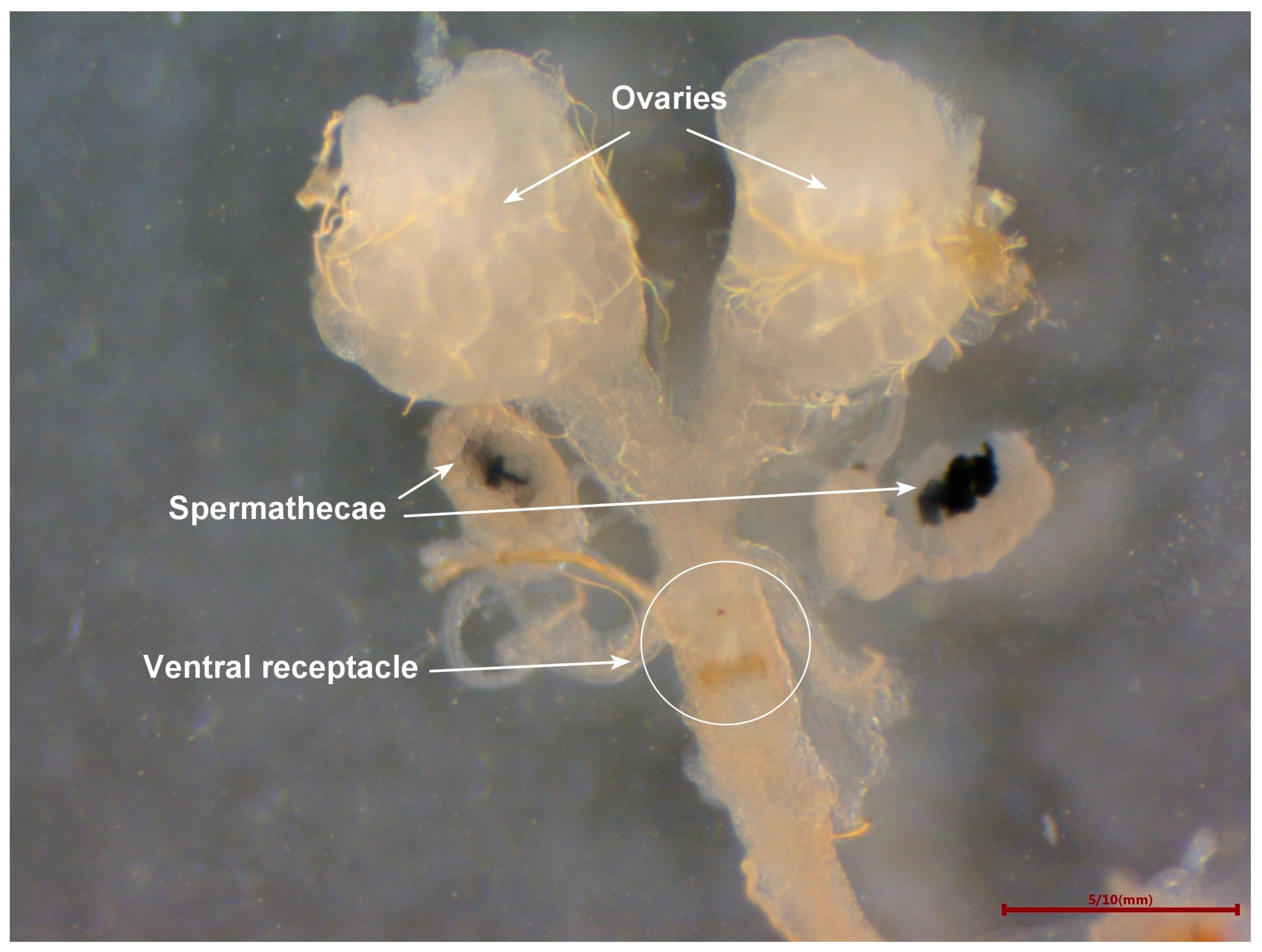 Insects 15 00796 g001