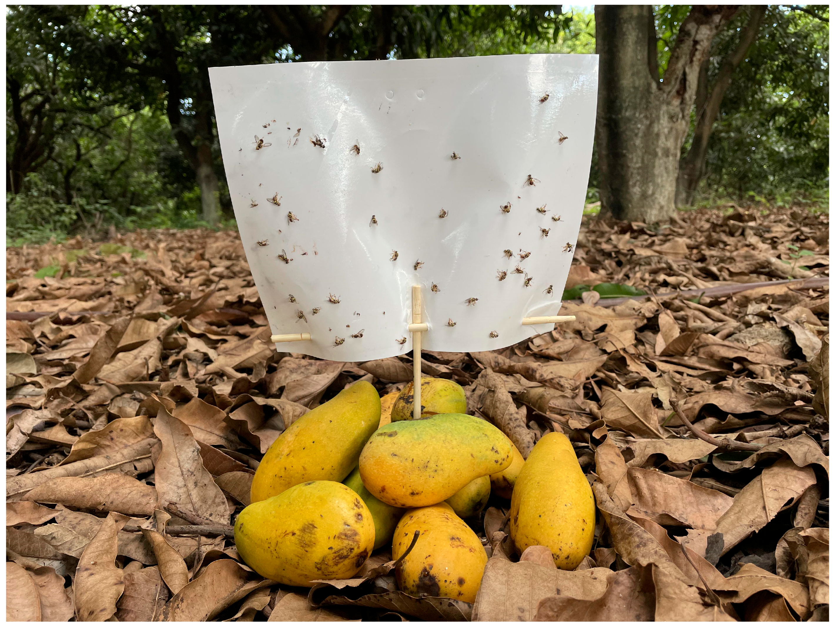 Insects 15 00796 g003