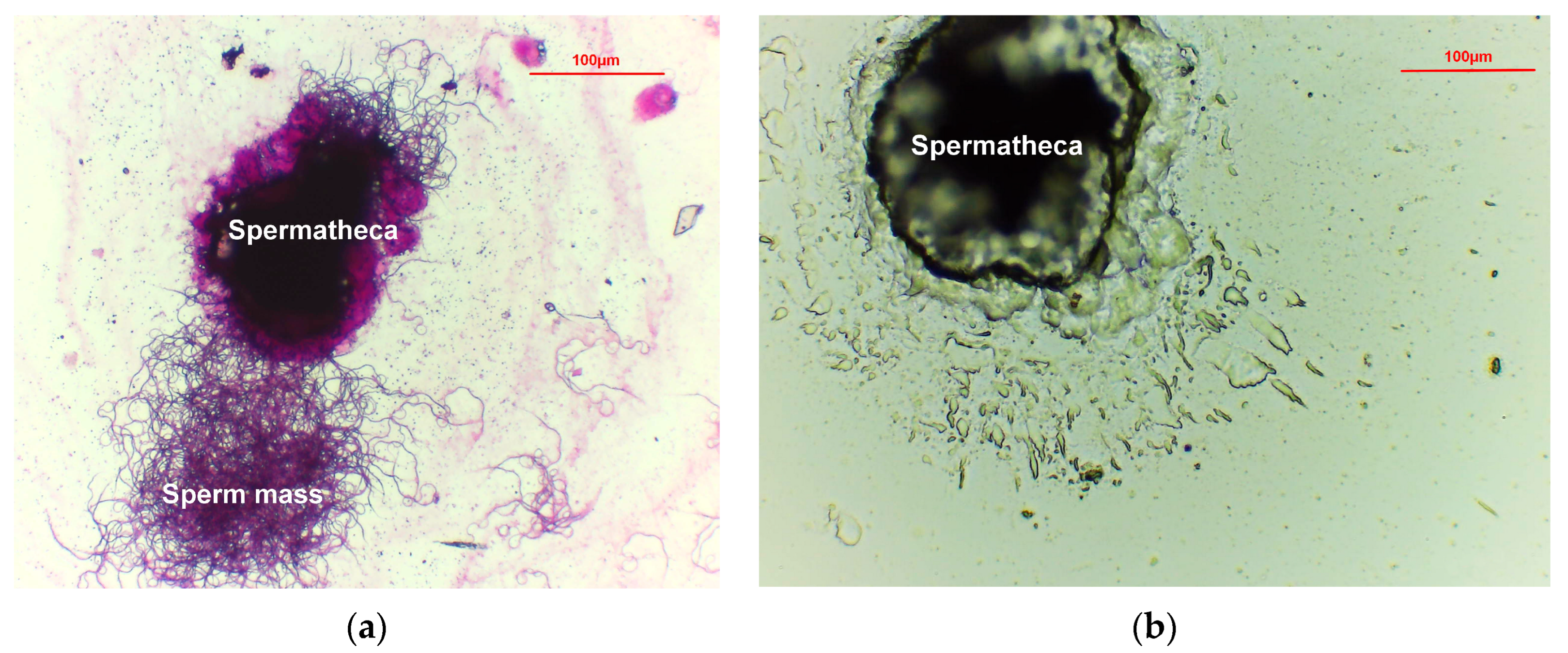 Insects 15 00796 g005