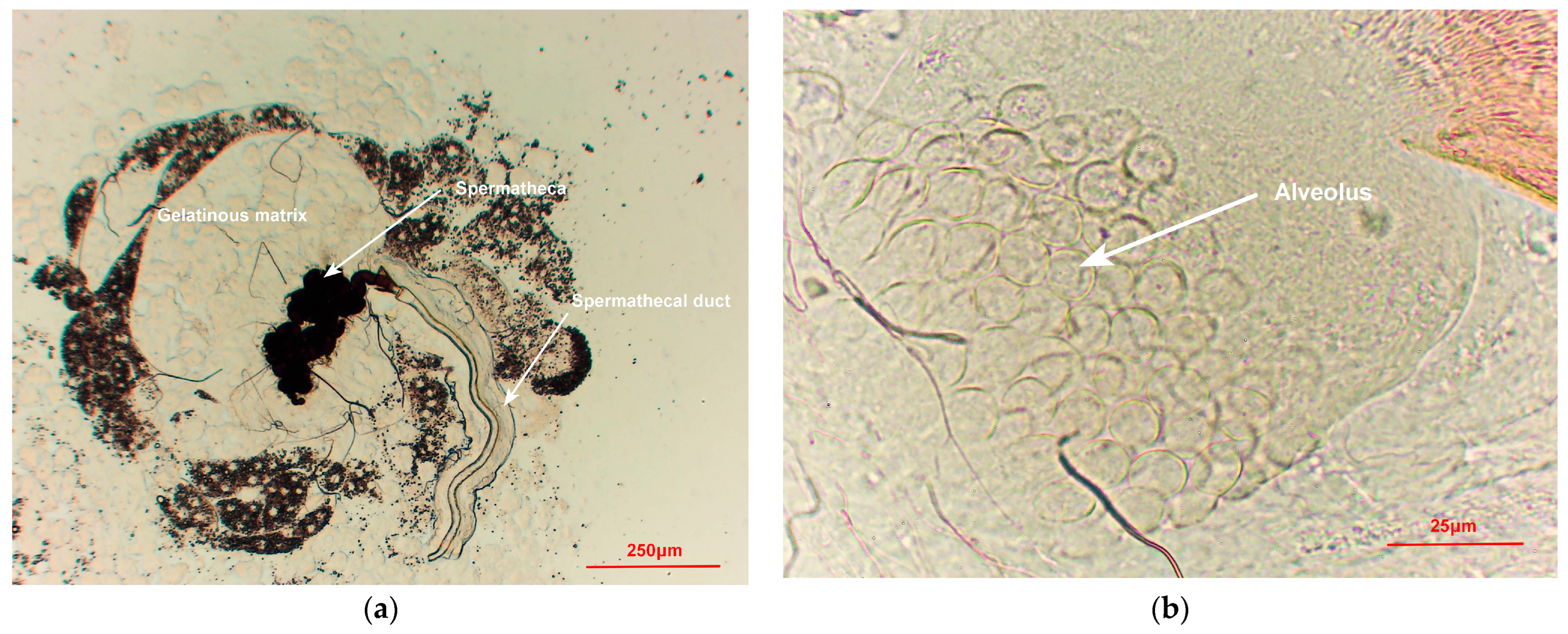 Insects 15 00796 g007