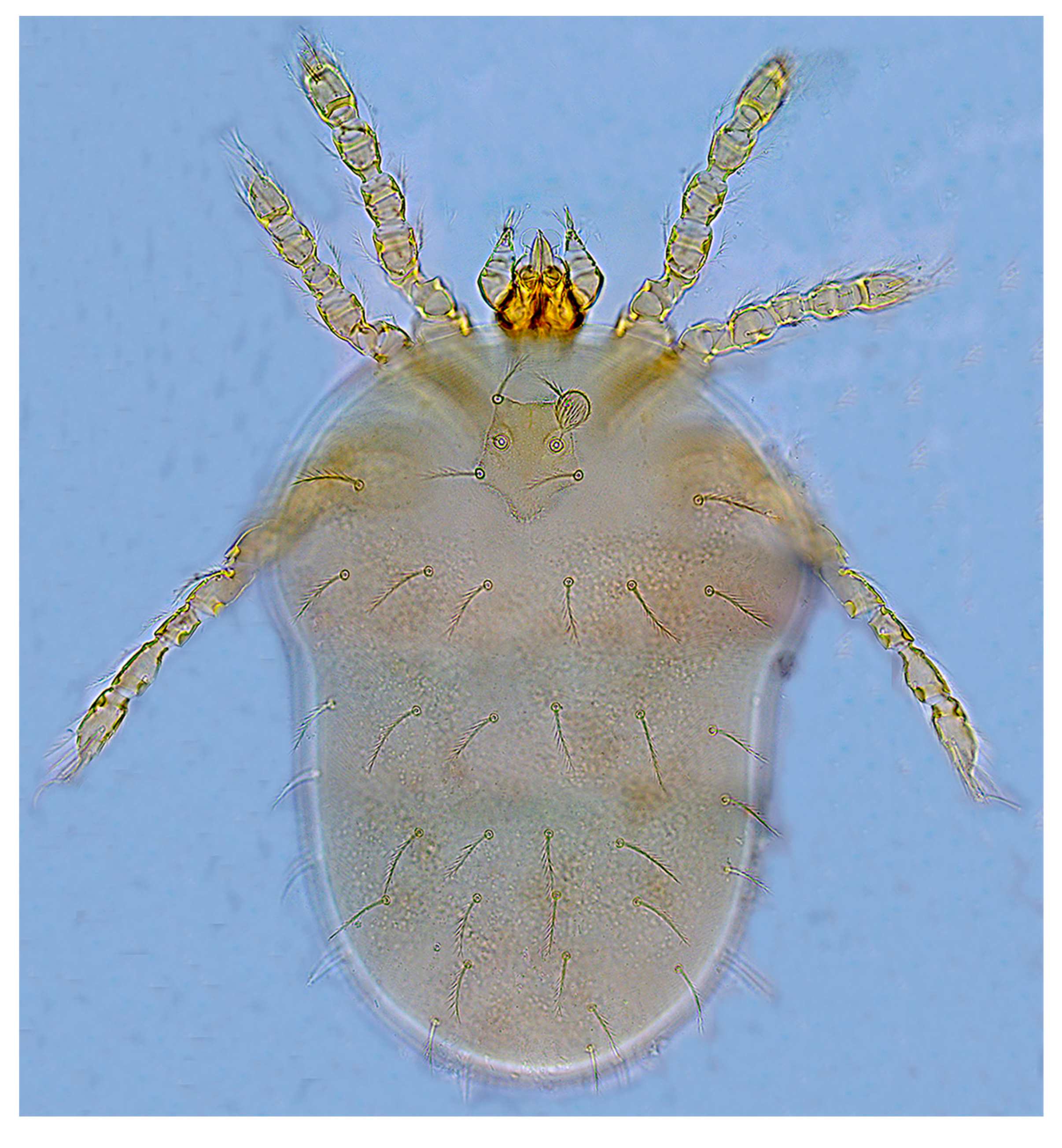 Insects 15 00812 g003