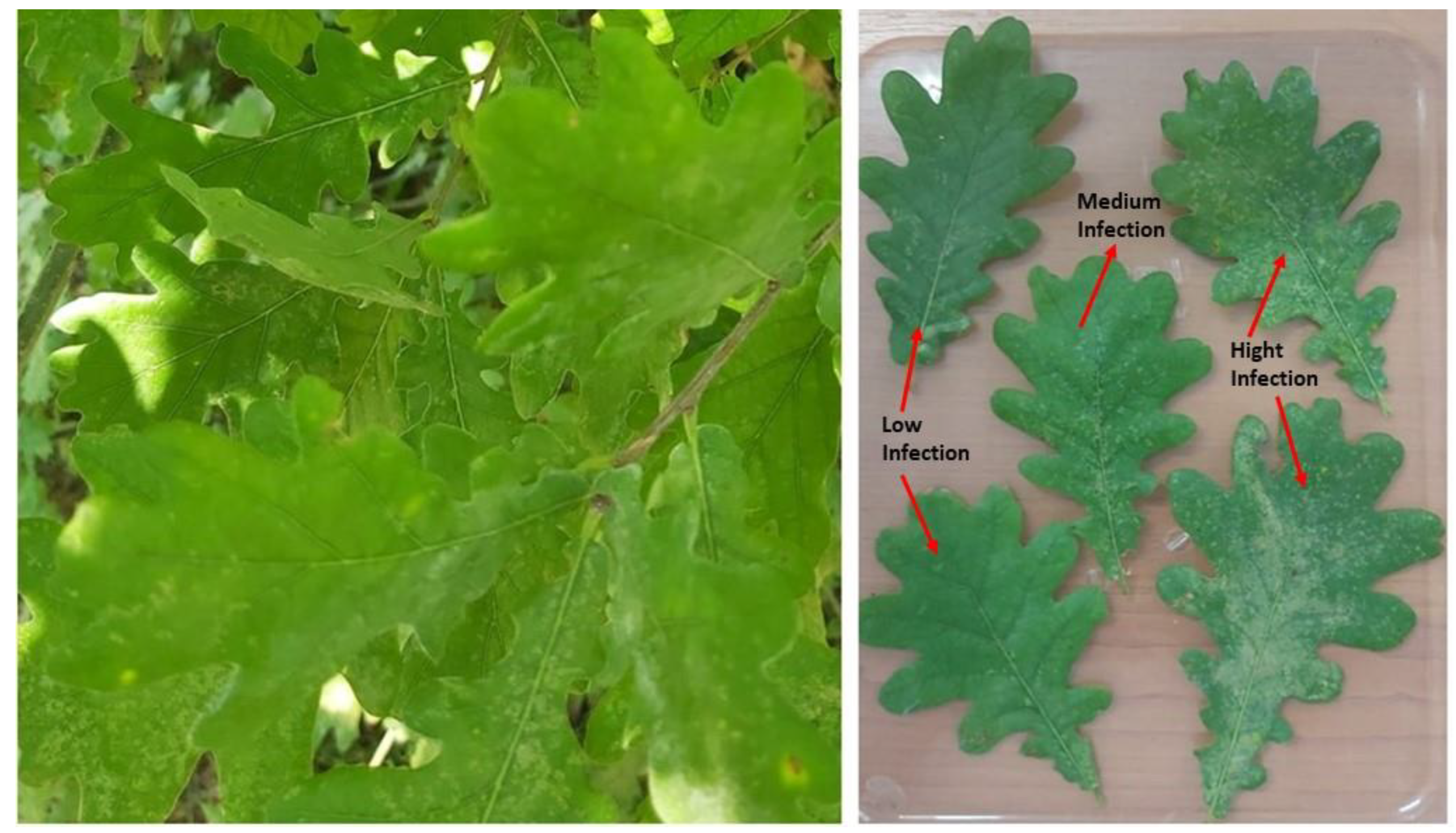 Insects 15 00815 g001