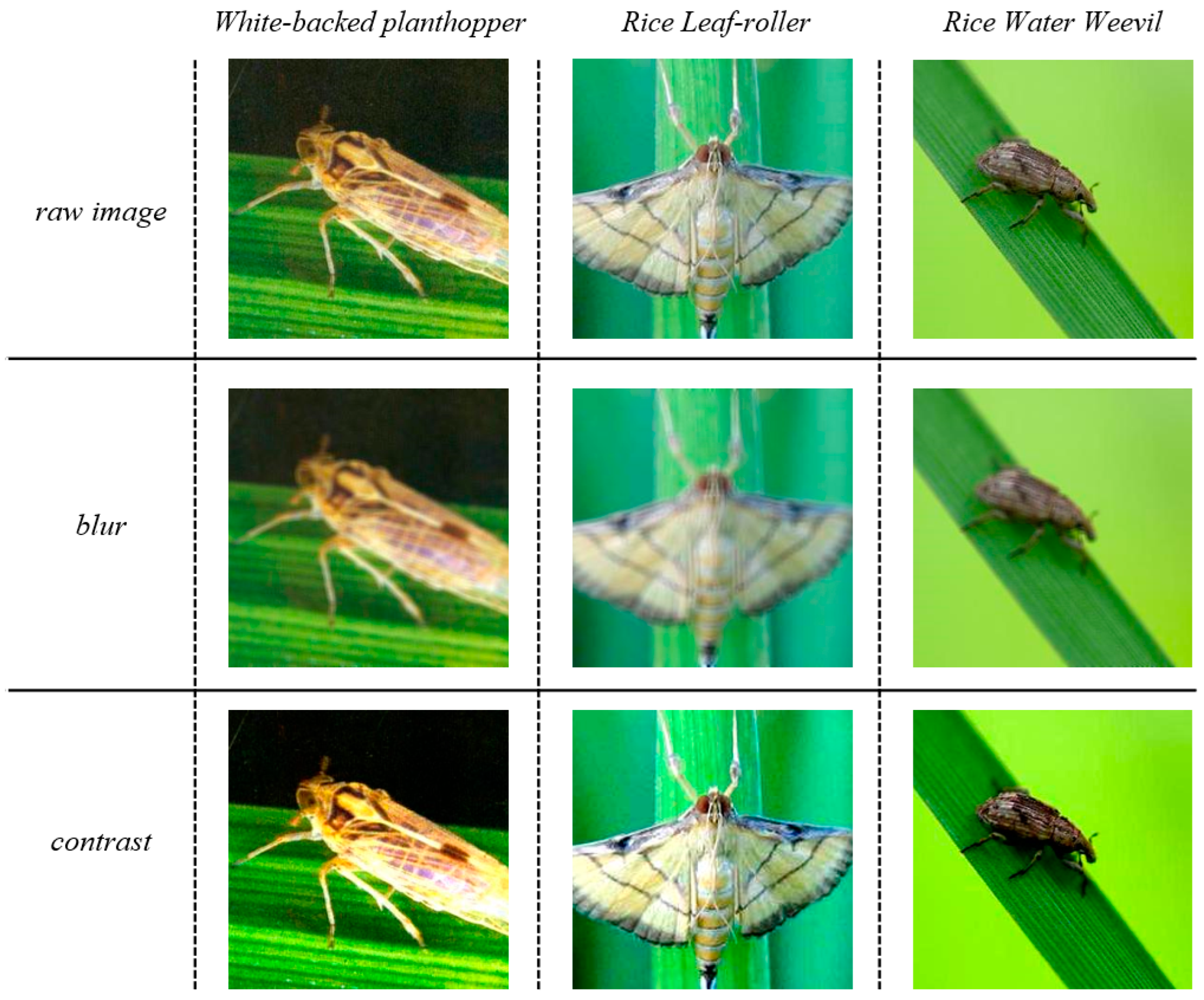 Insects 15 00827 g007