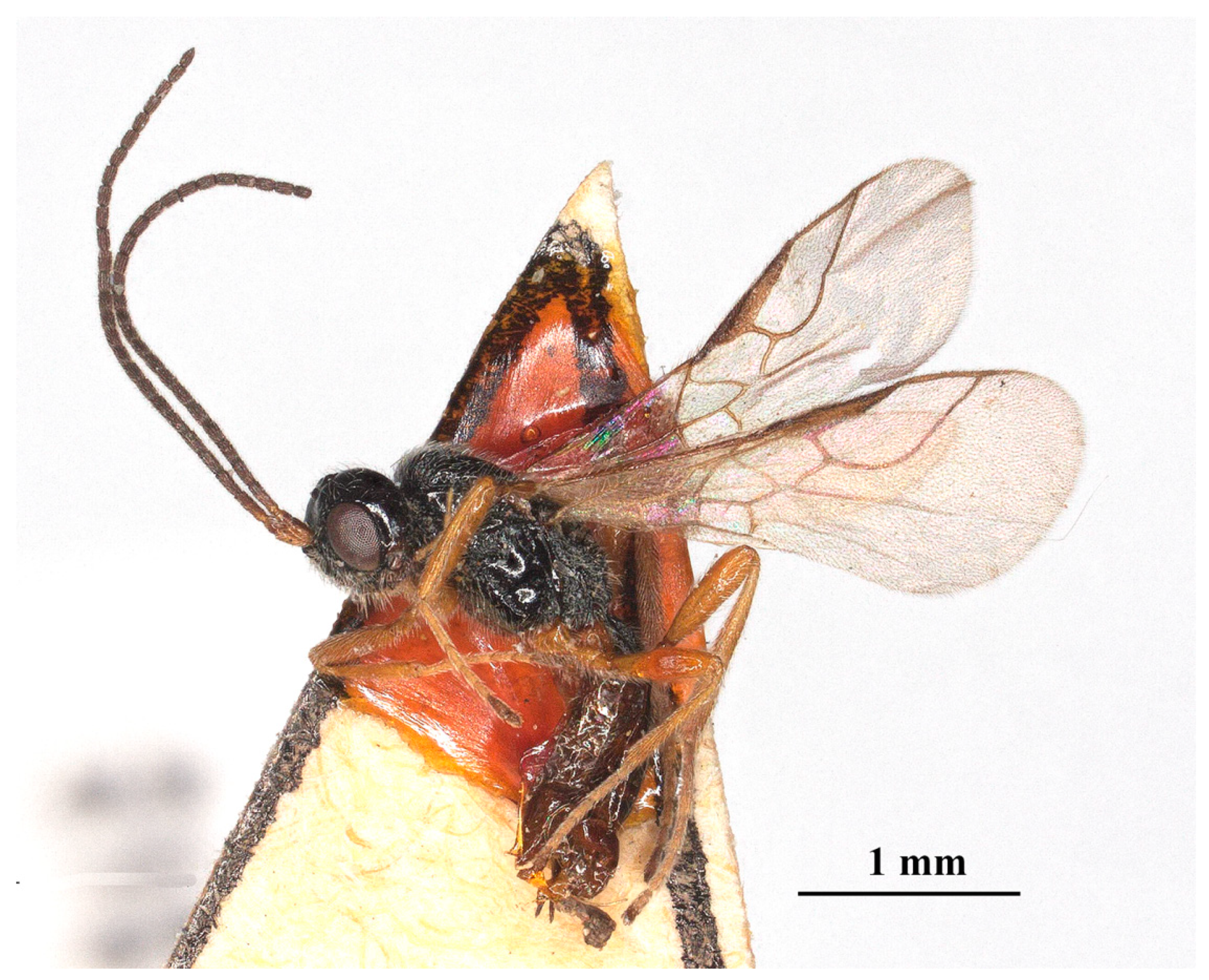 Insects 15 00835 g004