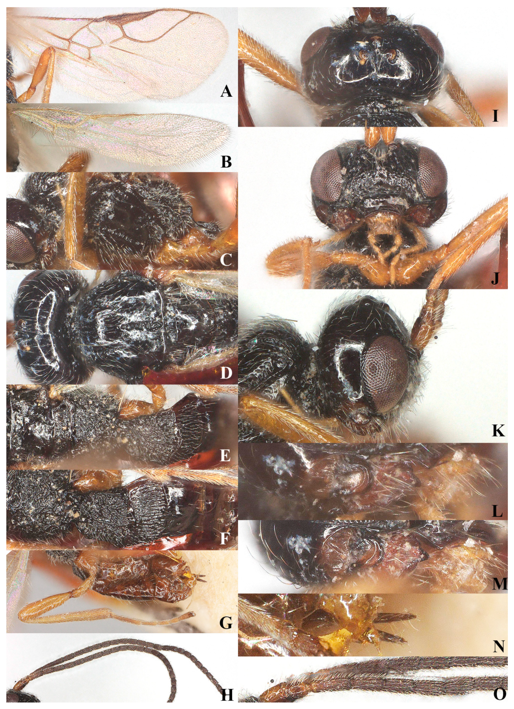 Insects 15 00835 g005