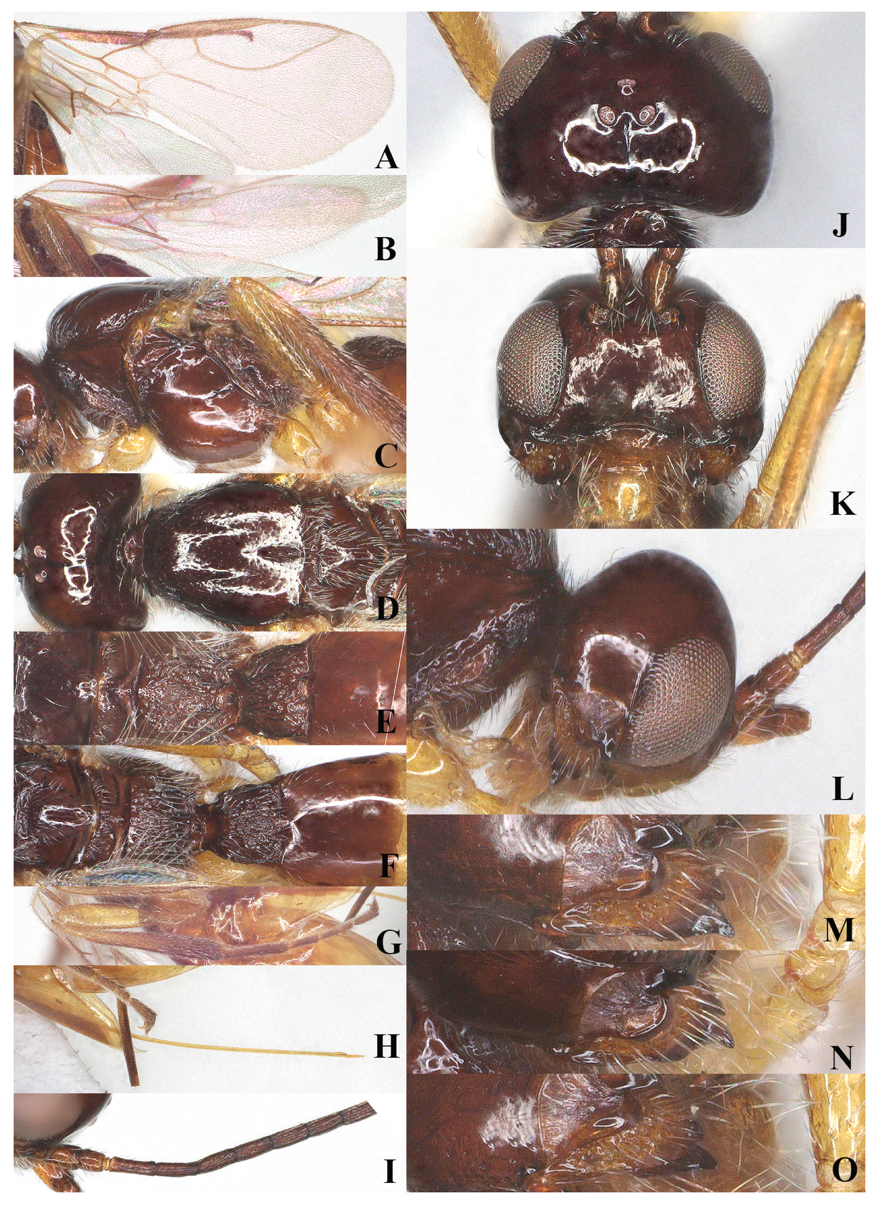 Insects 15 00835 g007