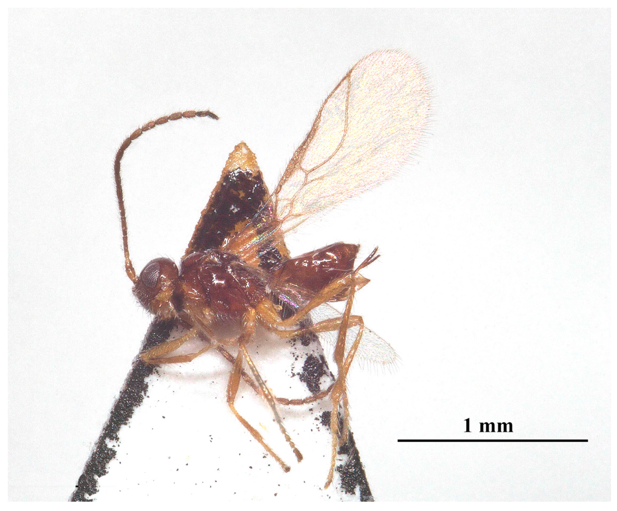 Insects 15 00835 g010