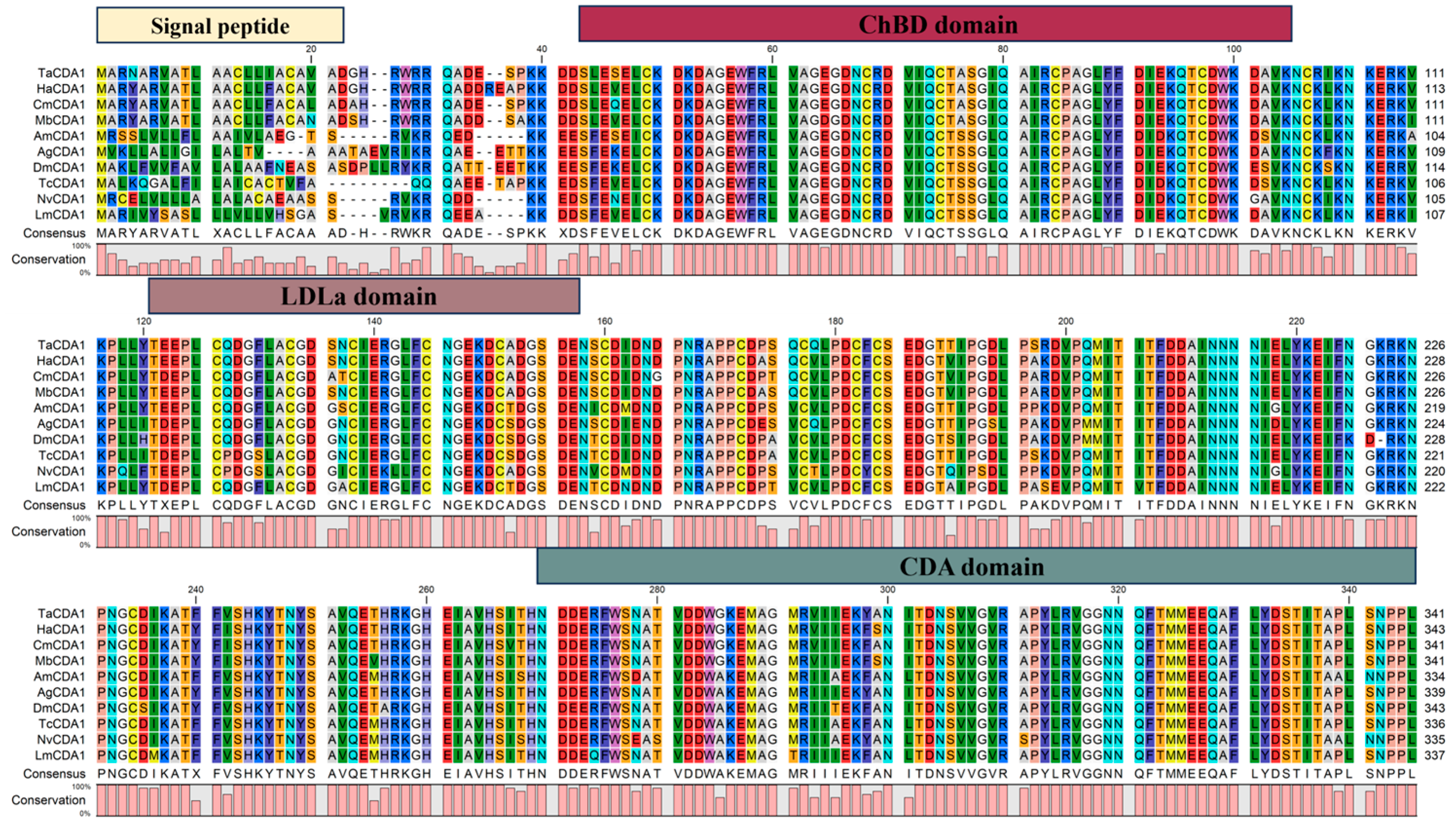 Chitin Deacetylase 1 Gene as an Optimal RNAi-Based Target