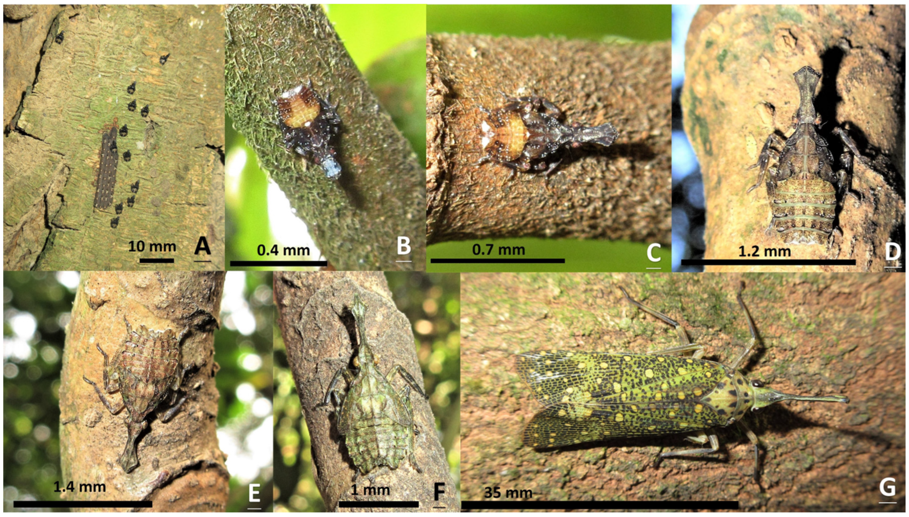 Insects 15 00841 g001