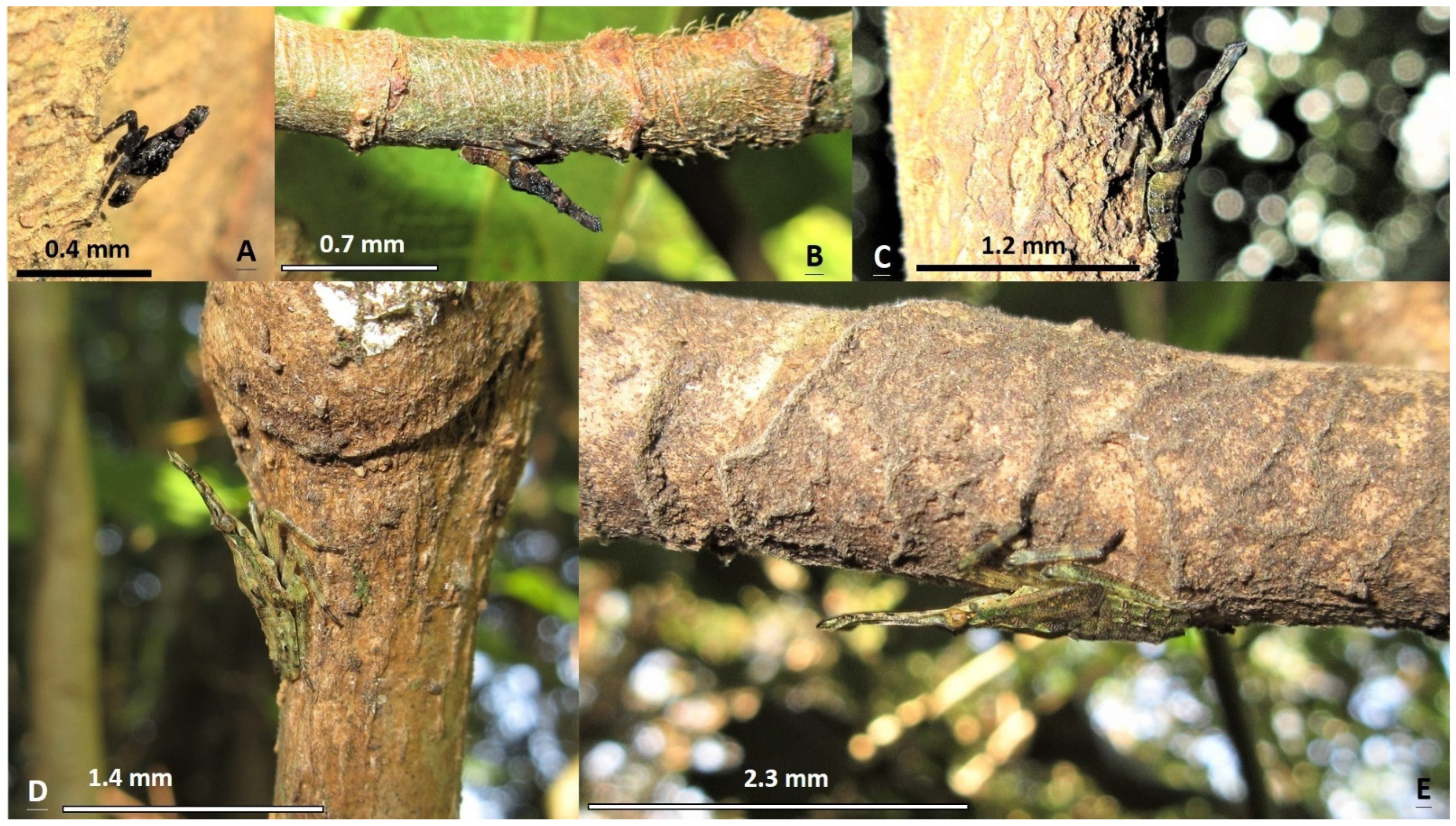 Insects 15 00841 g002