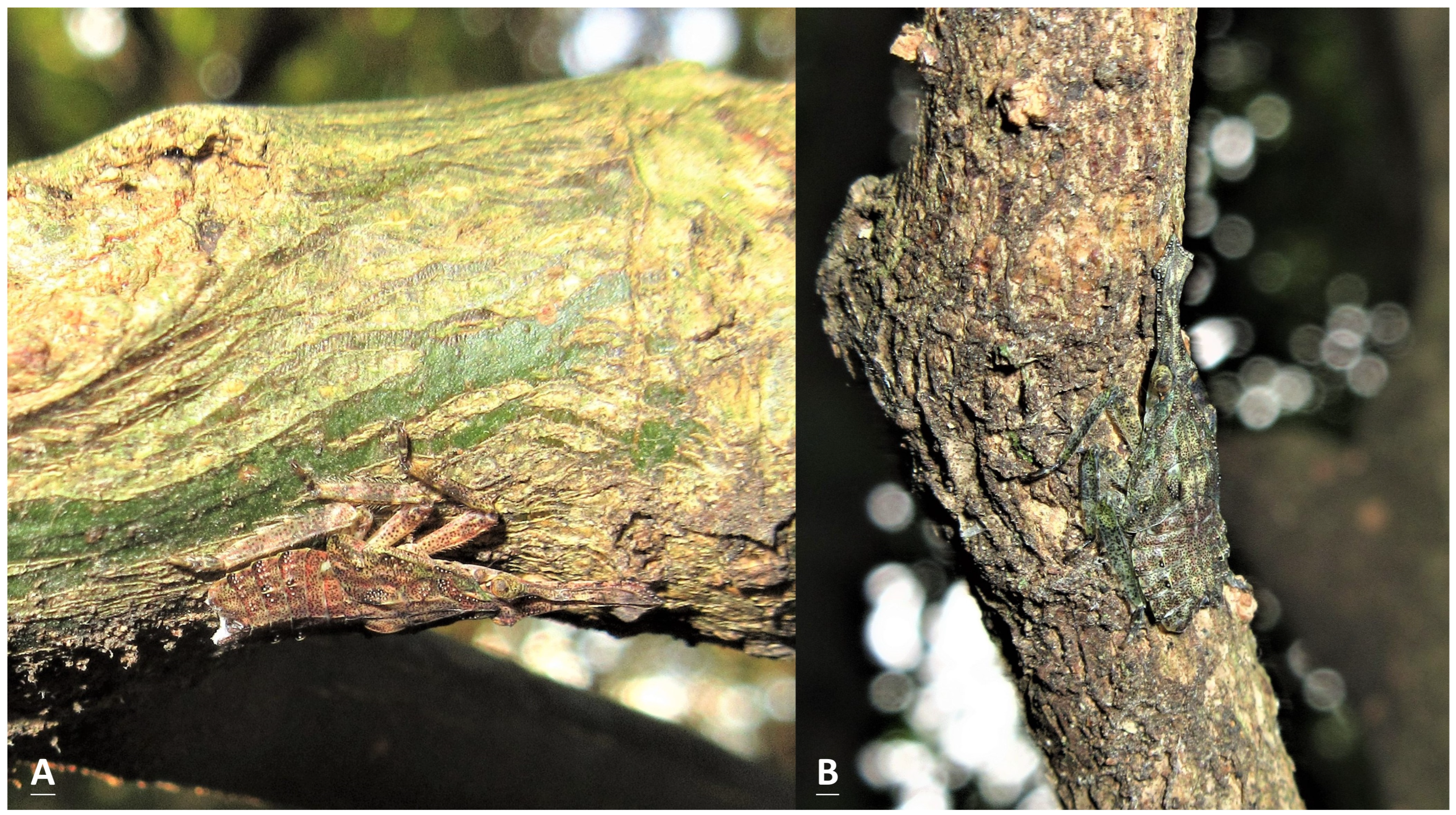 Insects 15 00841 g004