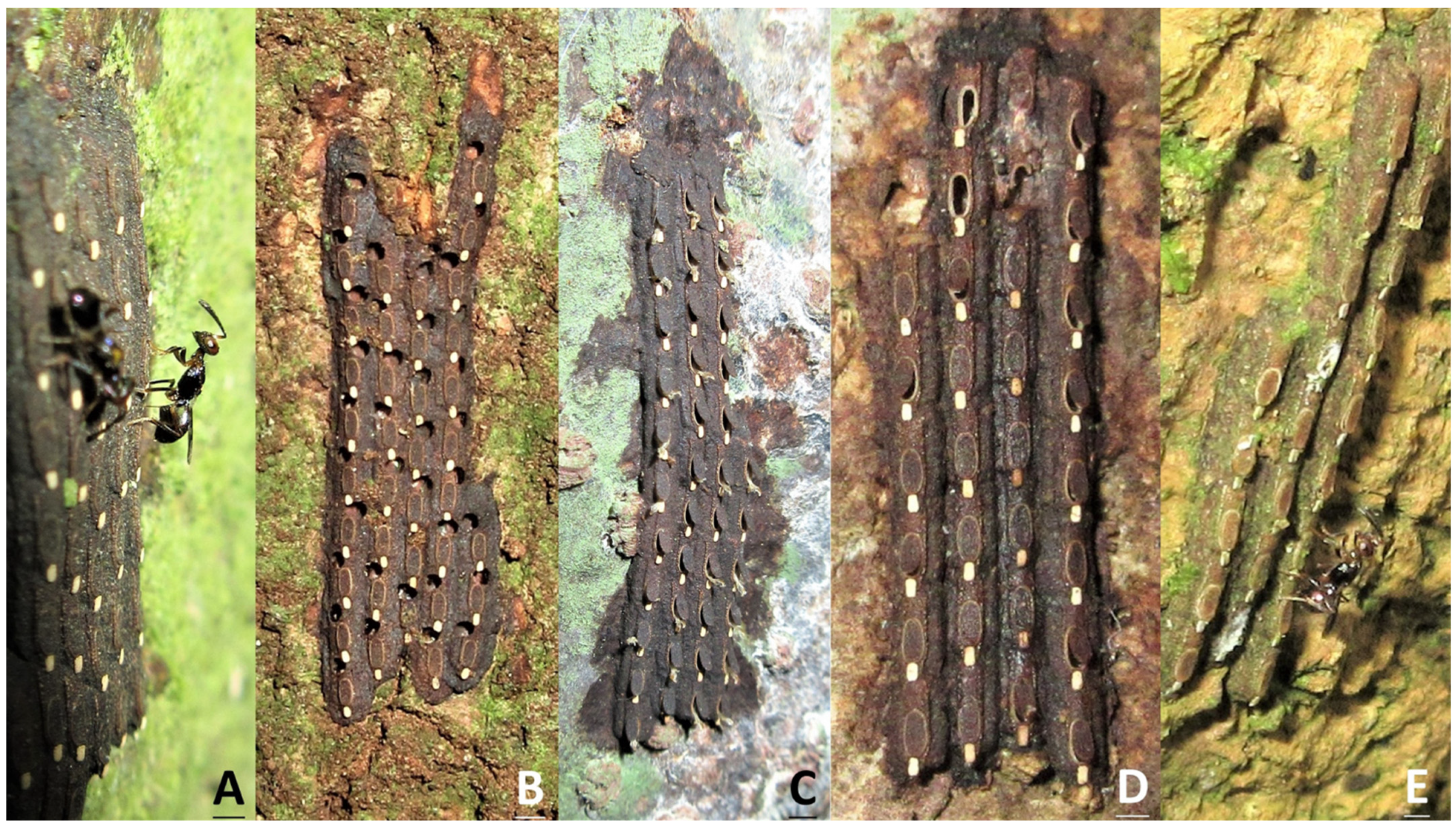 Insects 15 00841 g006