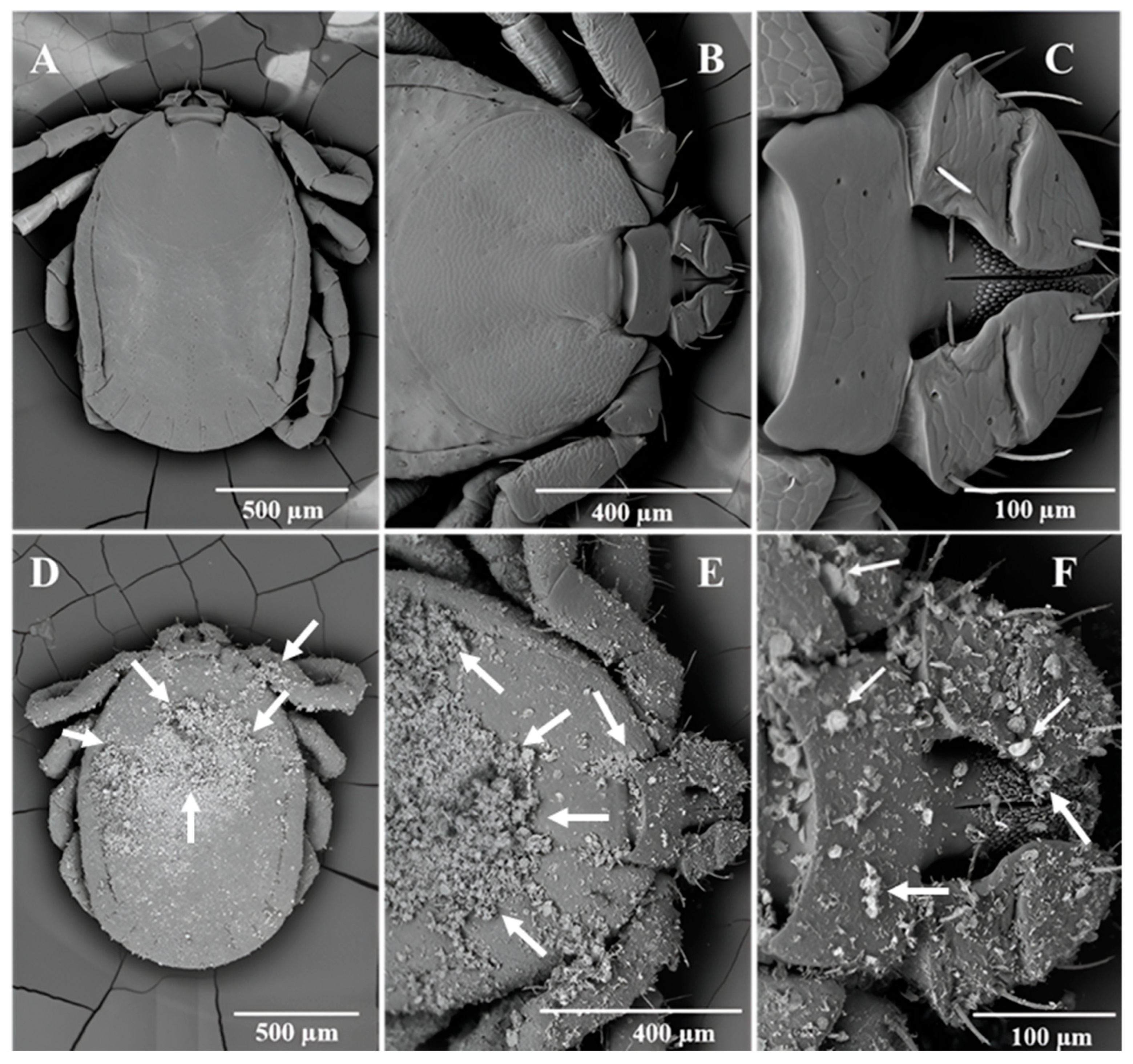 Insects 15 00844 g005 Insects 15 00844 g005