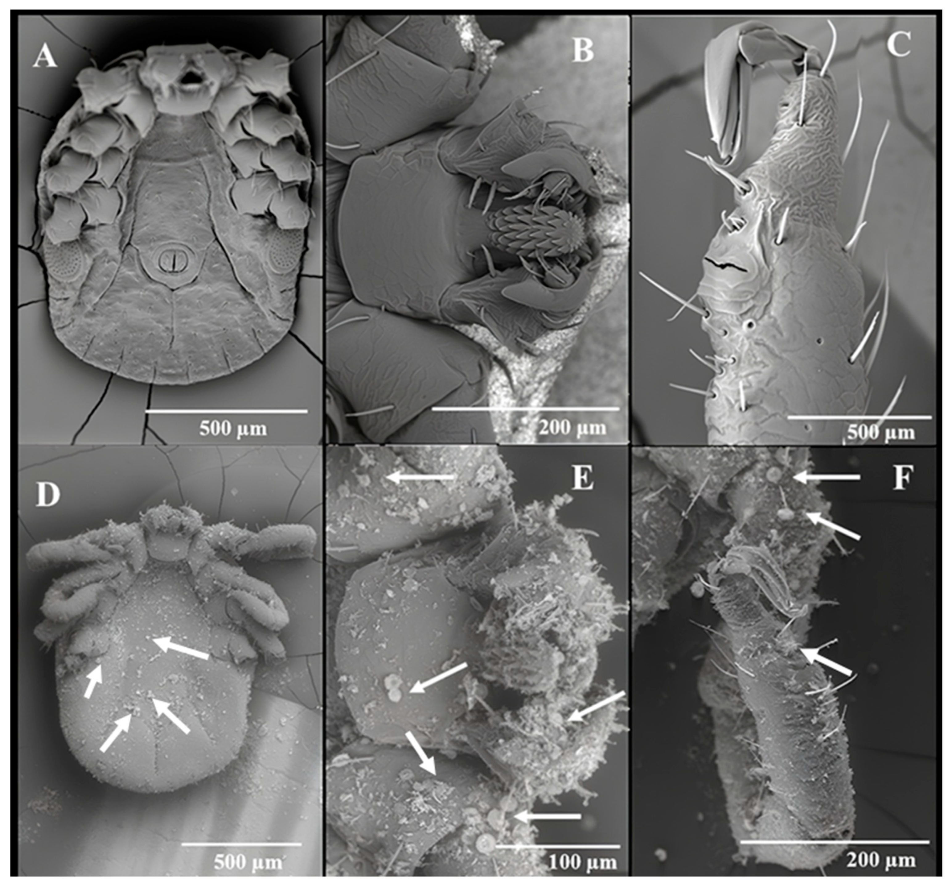 Insects 15 00844 g006 Insects 15 00844 g006