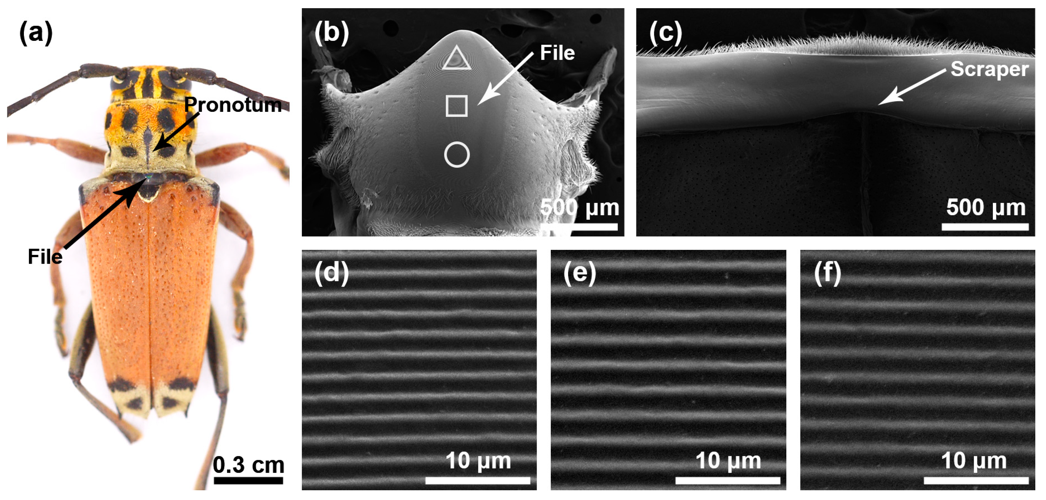 Insects 15 00849 g001
