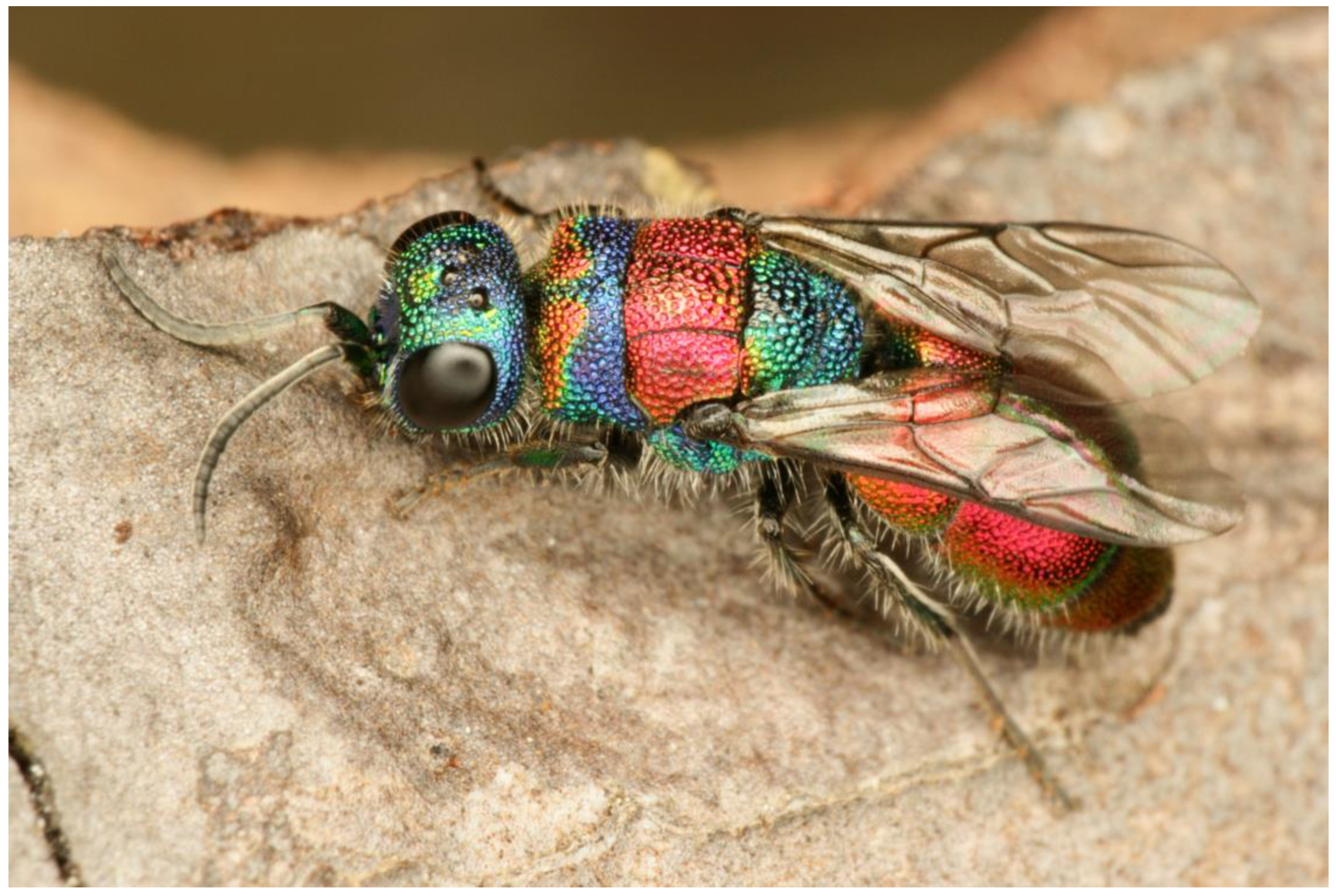 Insects 15 00850 g001