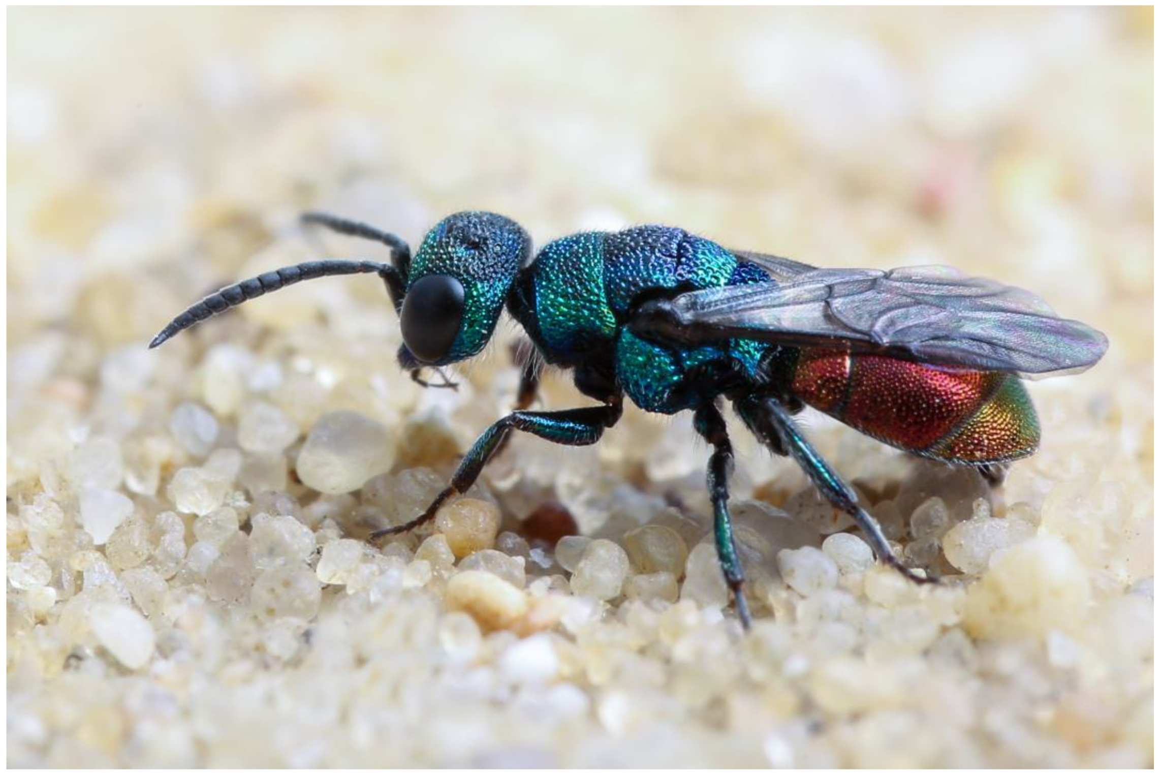 Insects 15 00850 g004