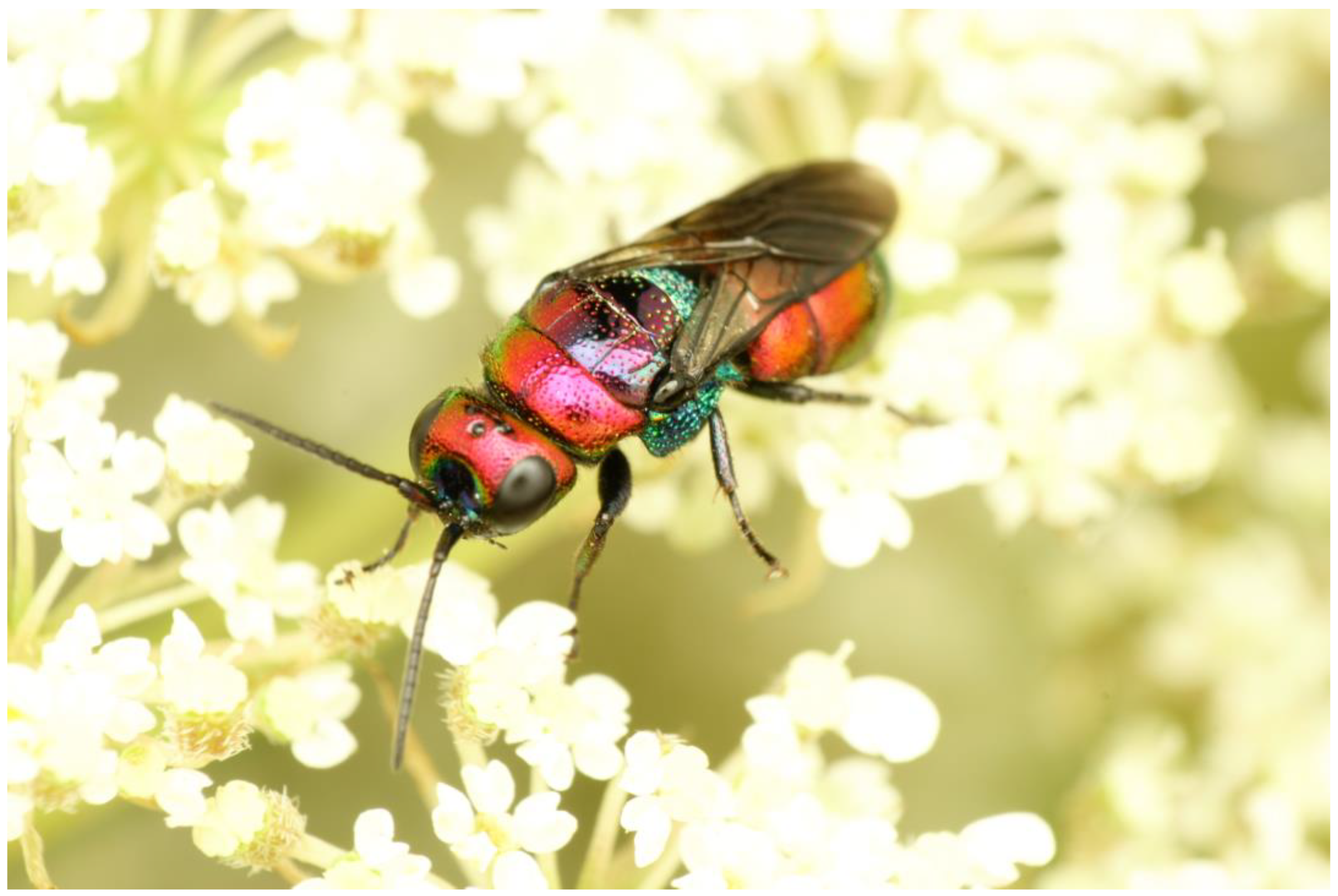 Insects 15 00850 g005