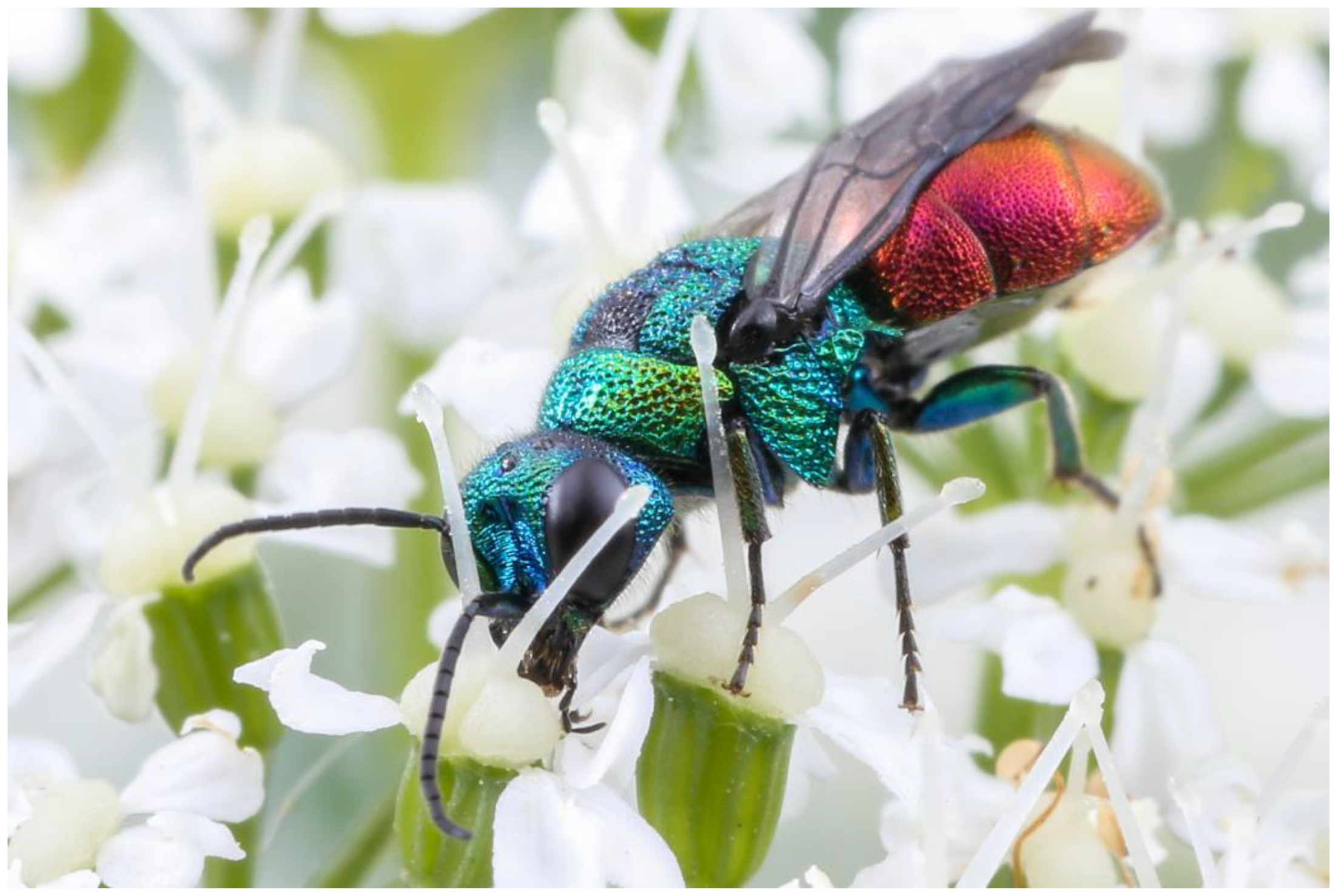 Insects 15 00850 g006