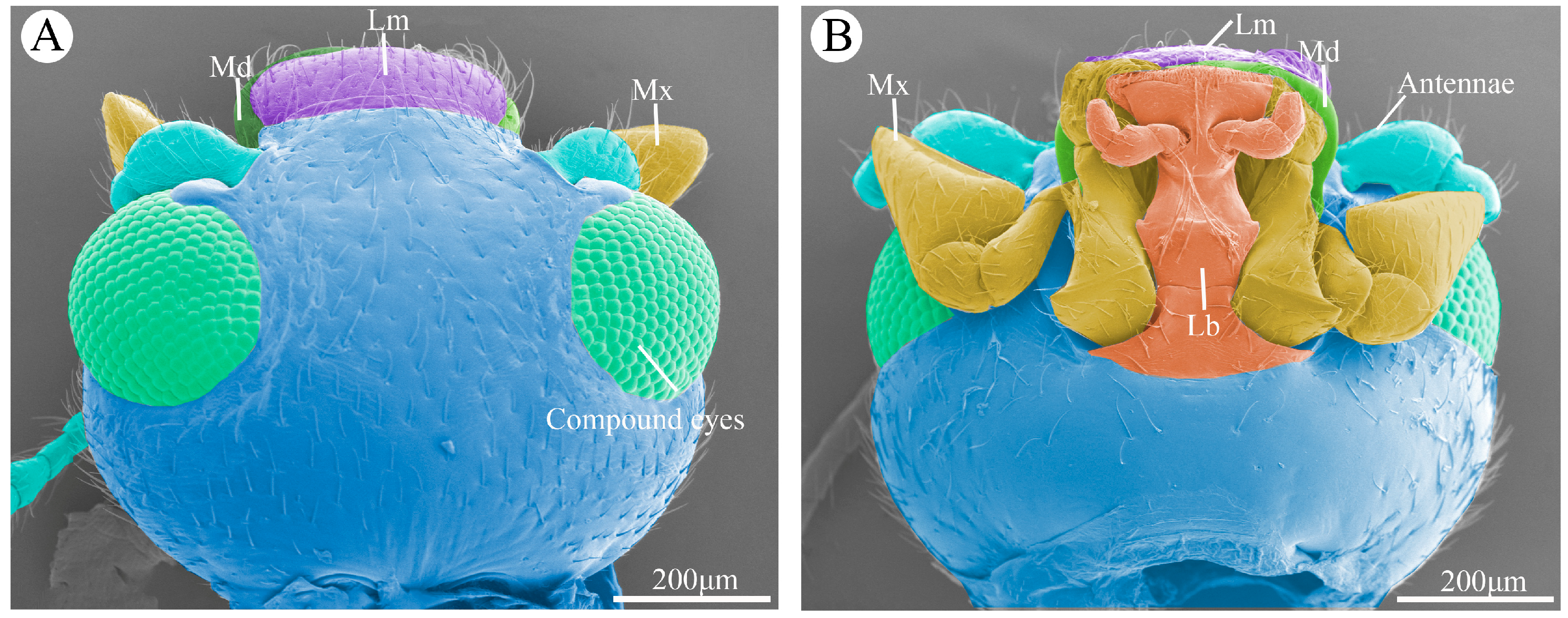 Insects 15 00854 g001