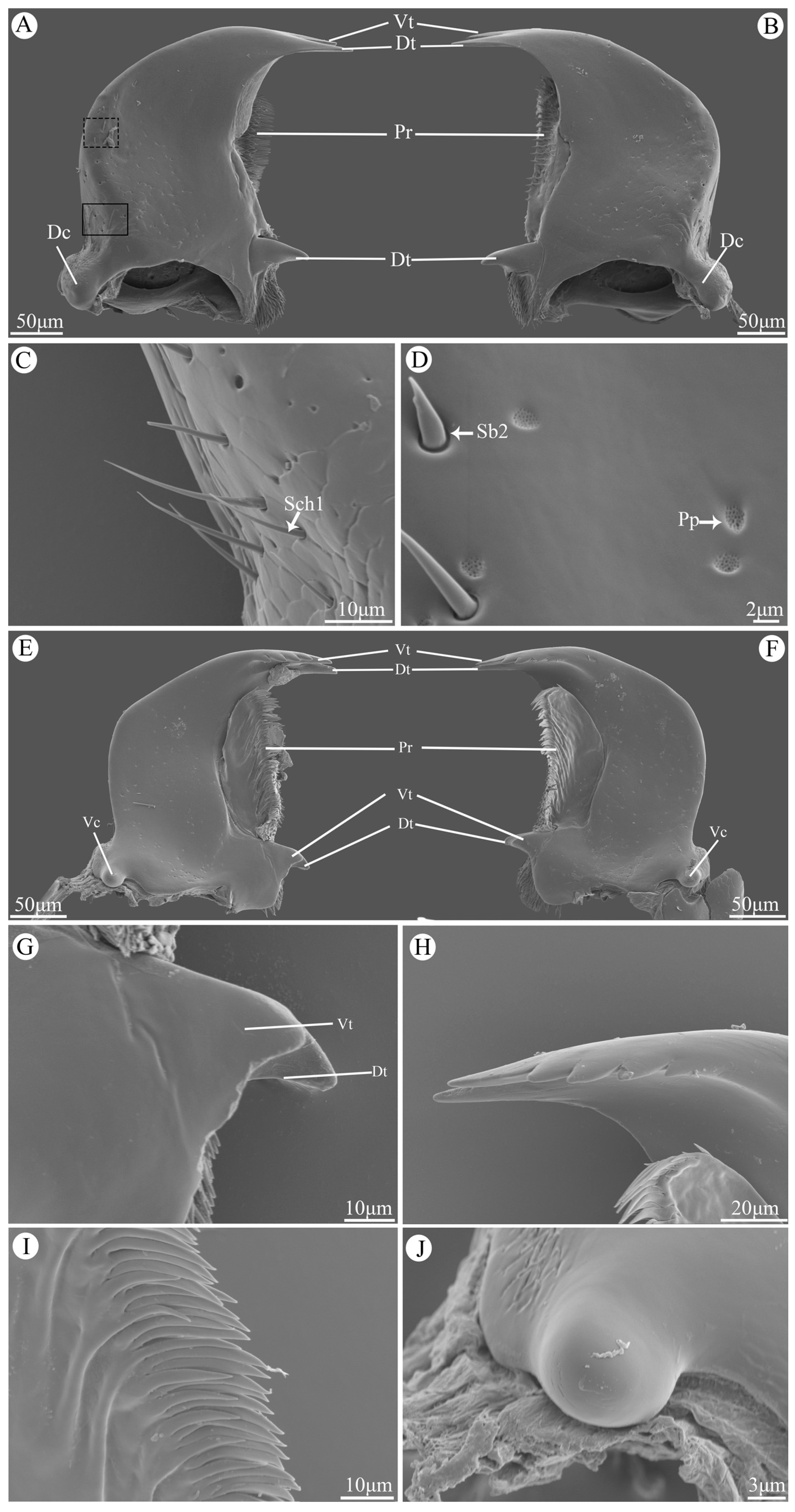 Insects 15 00854 g004