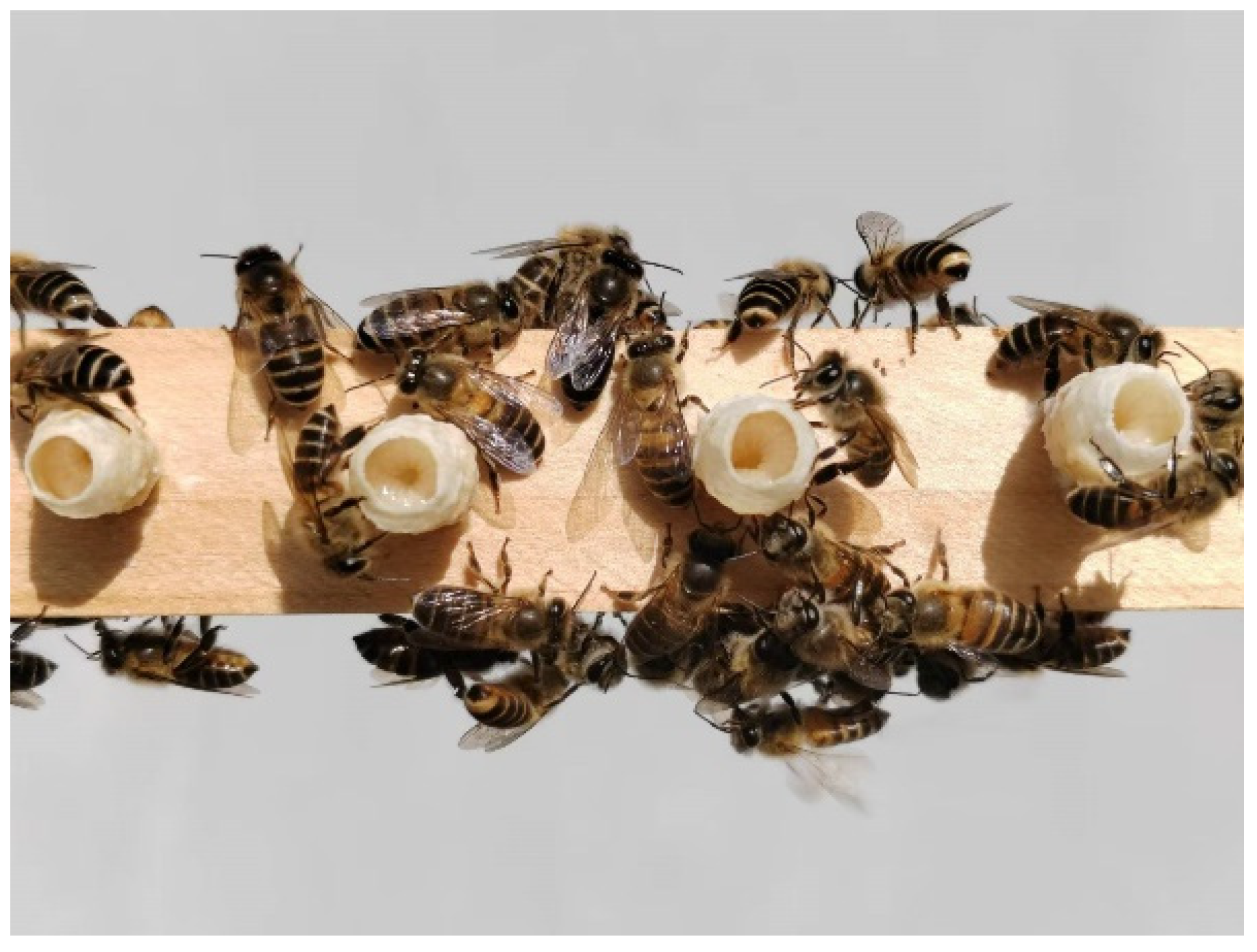 Insects 15 00855 g001