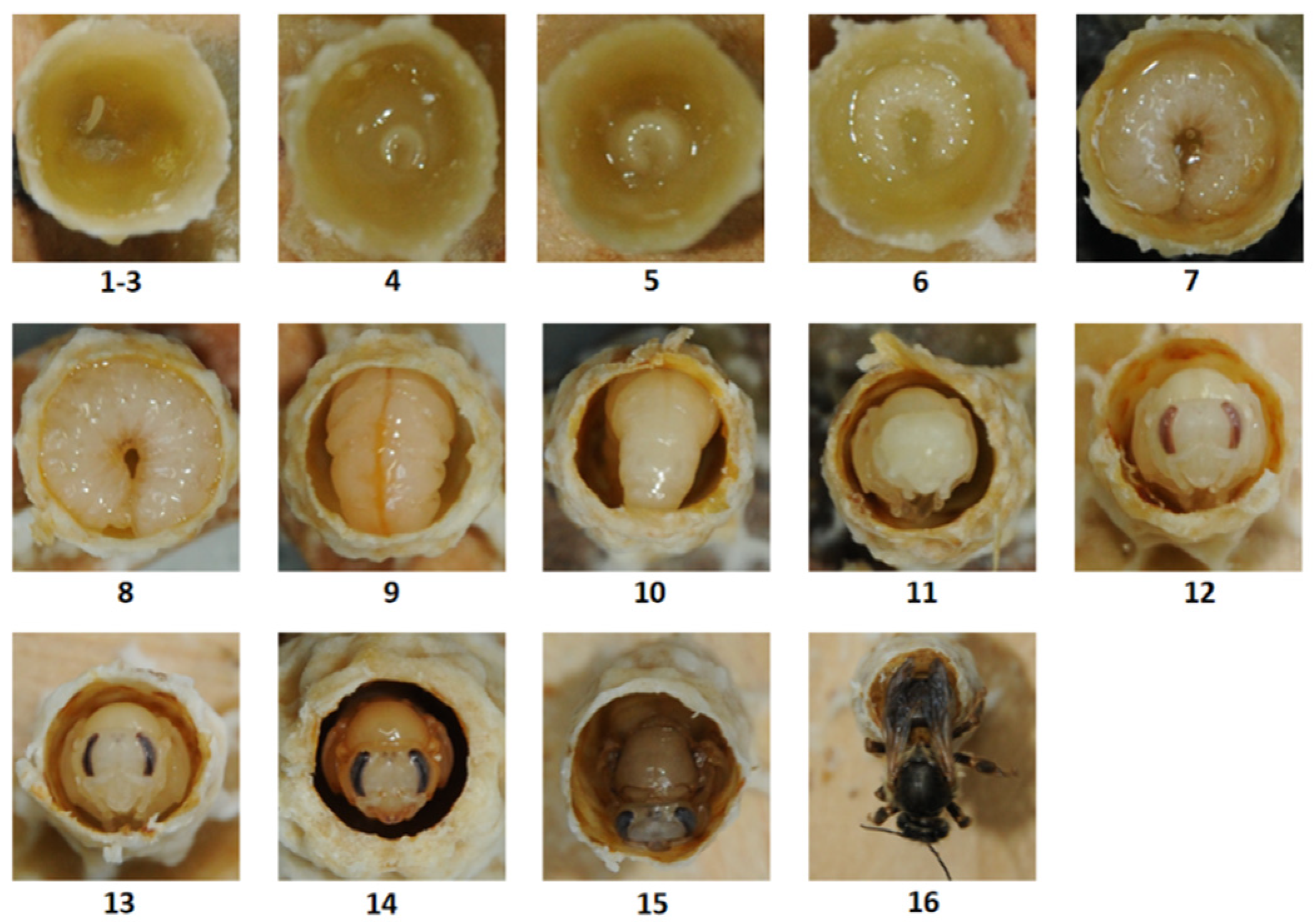 Insects 15 00855 g002