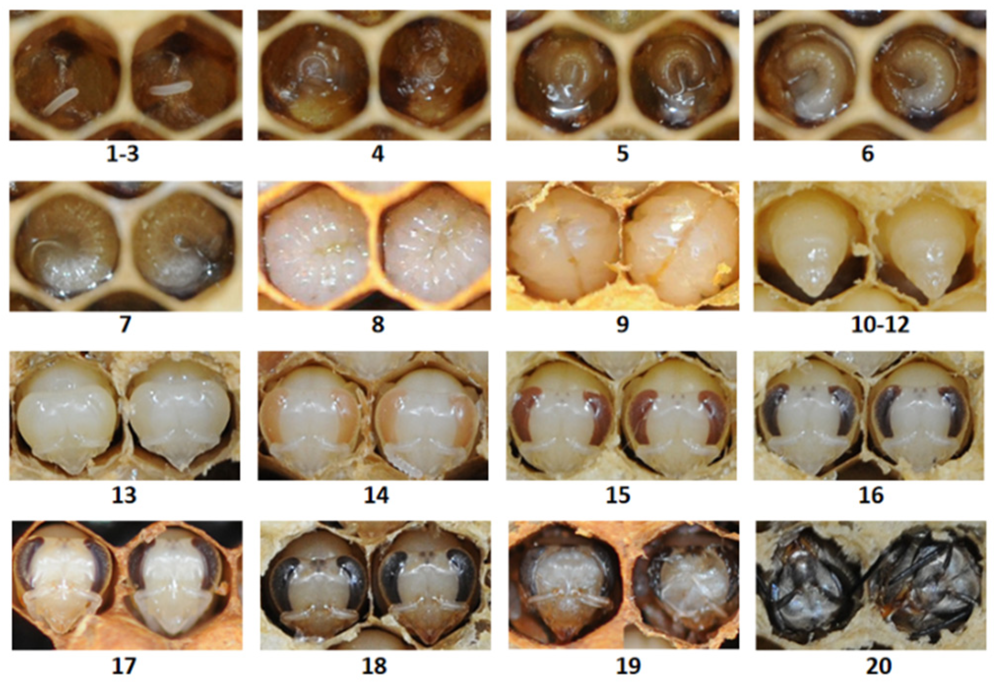 Insects 15 00855 g003