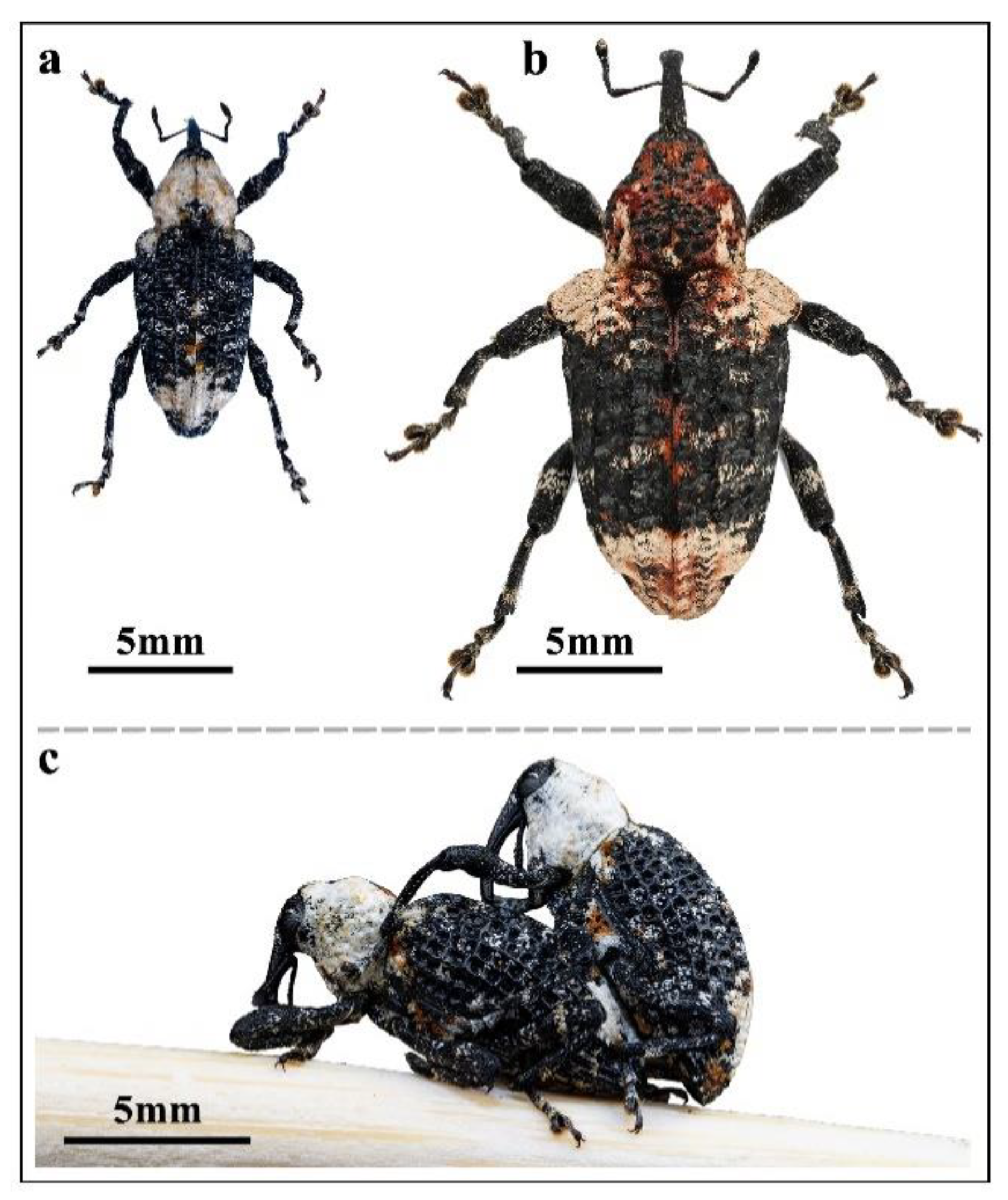 Insects 15 00857 g001