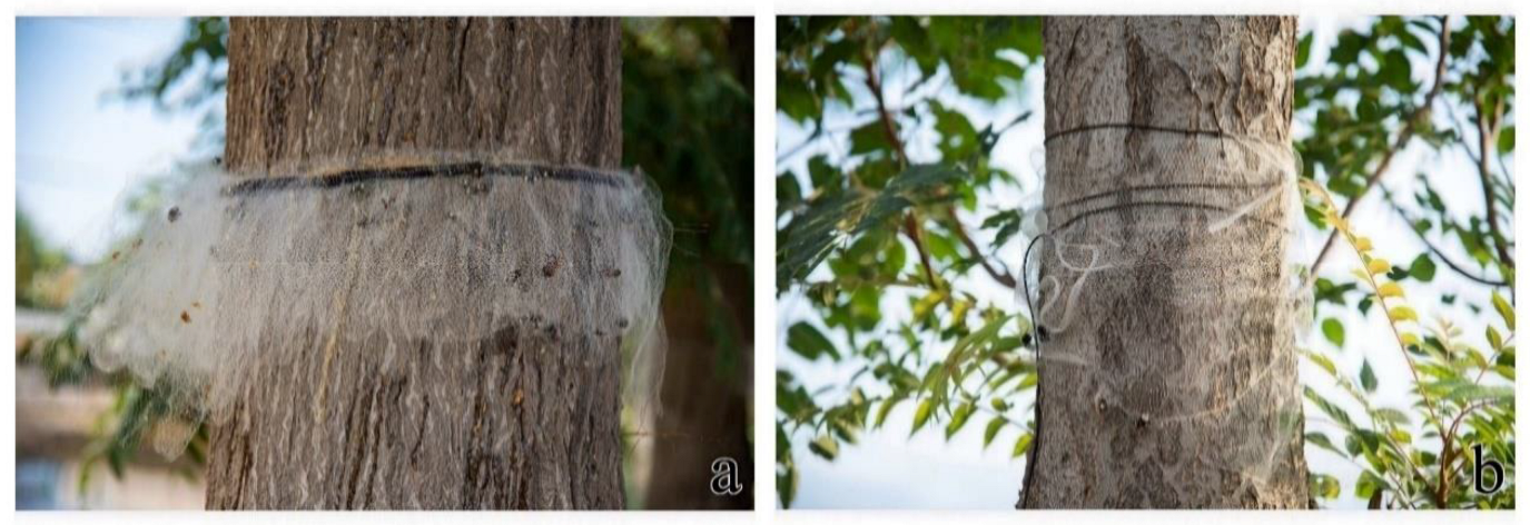 Insects 15 00857 g009