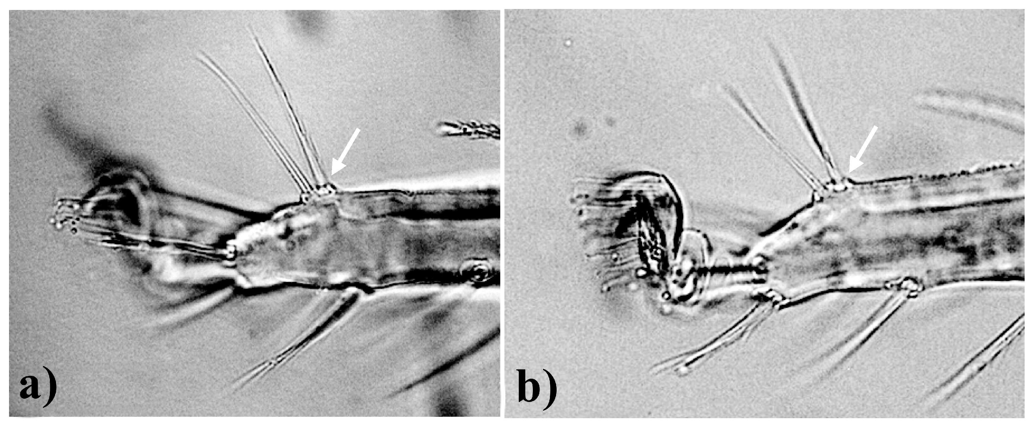 Insects 15 00859 g002