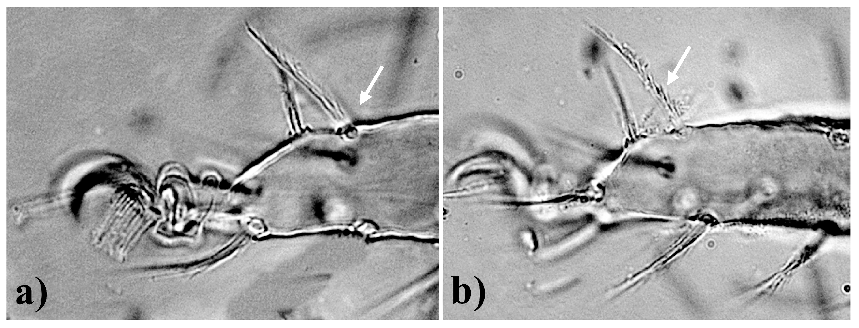 Insects 15 00859 g003
