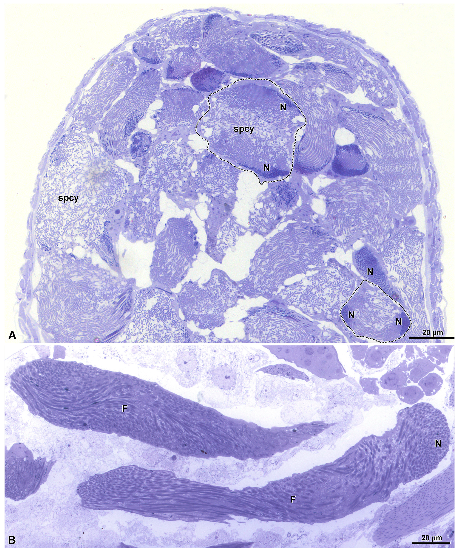 Insects 15 00864 g003 Insects 15 00864 g003