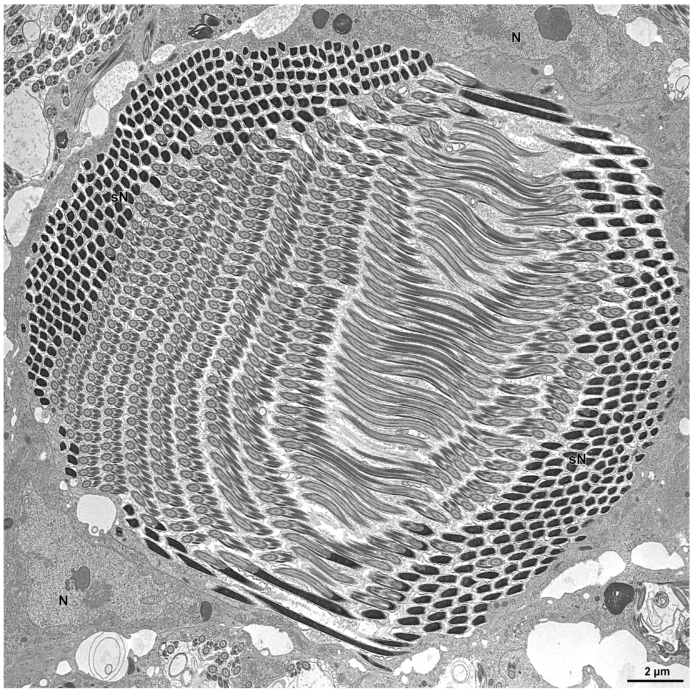 Insects 15 00864 g005 Insects 15 00864 g005