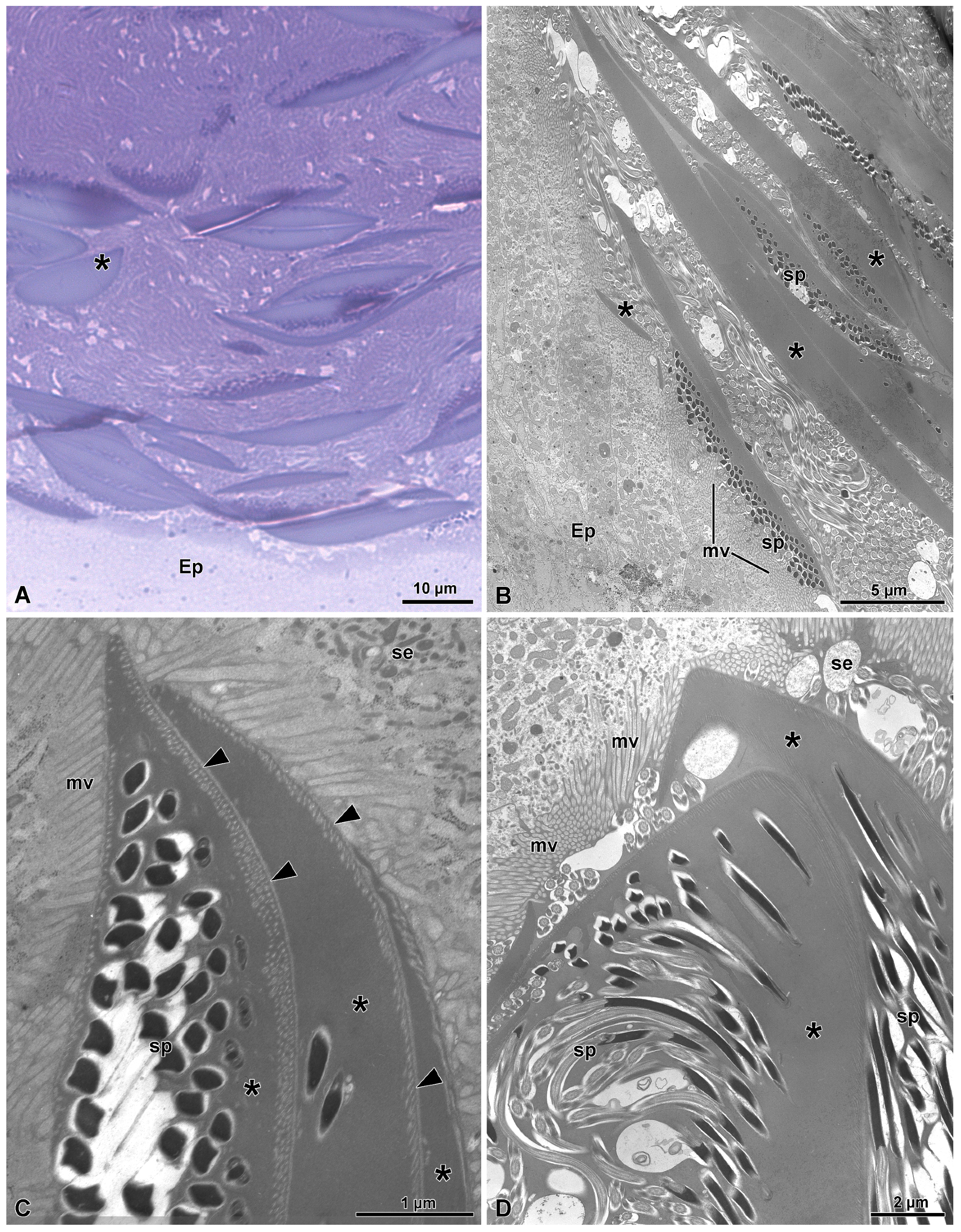Insects 15 00864 g007 Insects 15 00864 g007