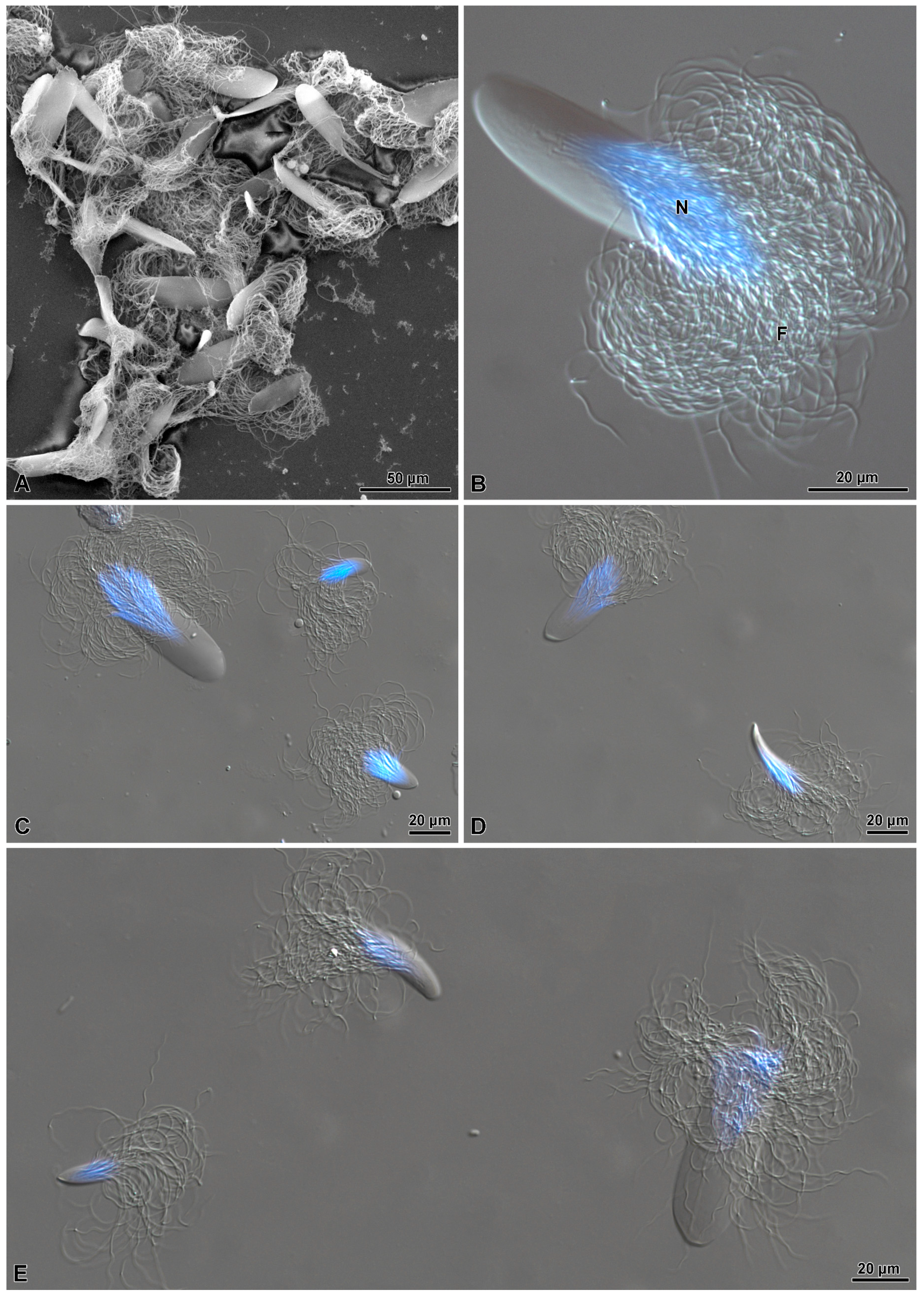 Insects 15 00864 g009 Insects 15 00864 g009
