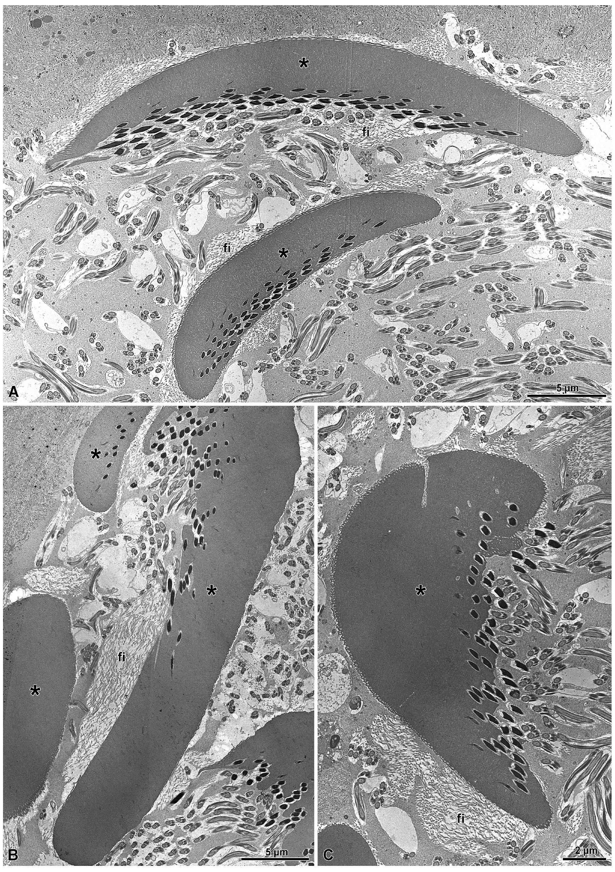 Insects 15 00864 g010 Insects 15 00864 g010