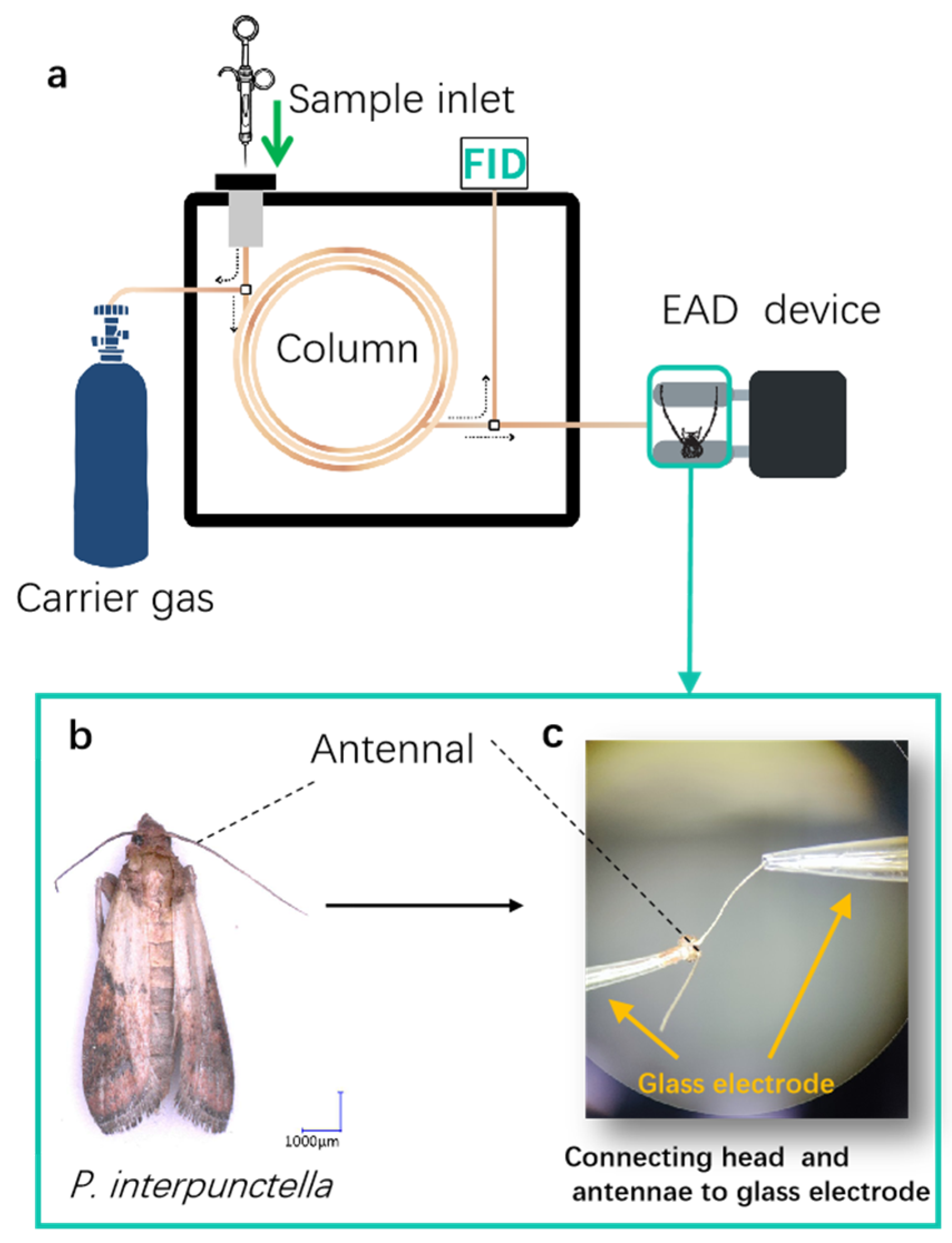 Insects 15 00866 g003