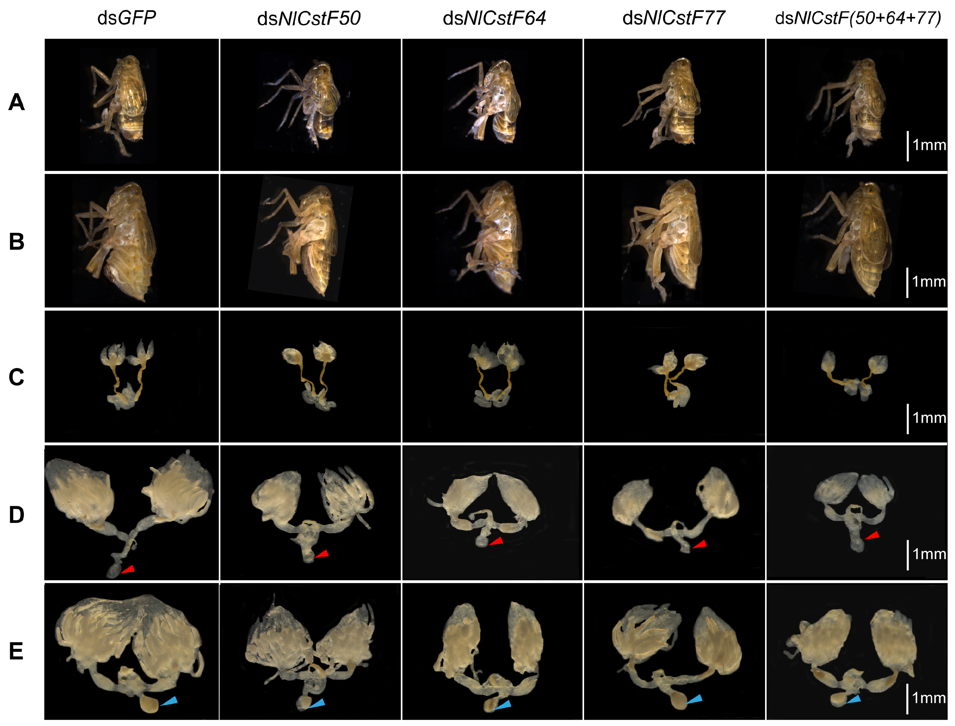 Insects 15 00867 g008 Insects 15 00867 g008
