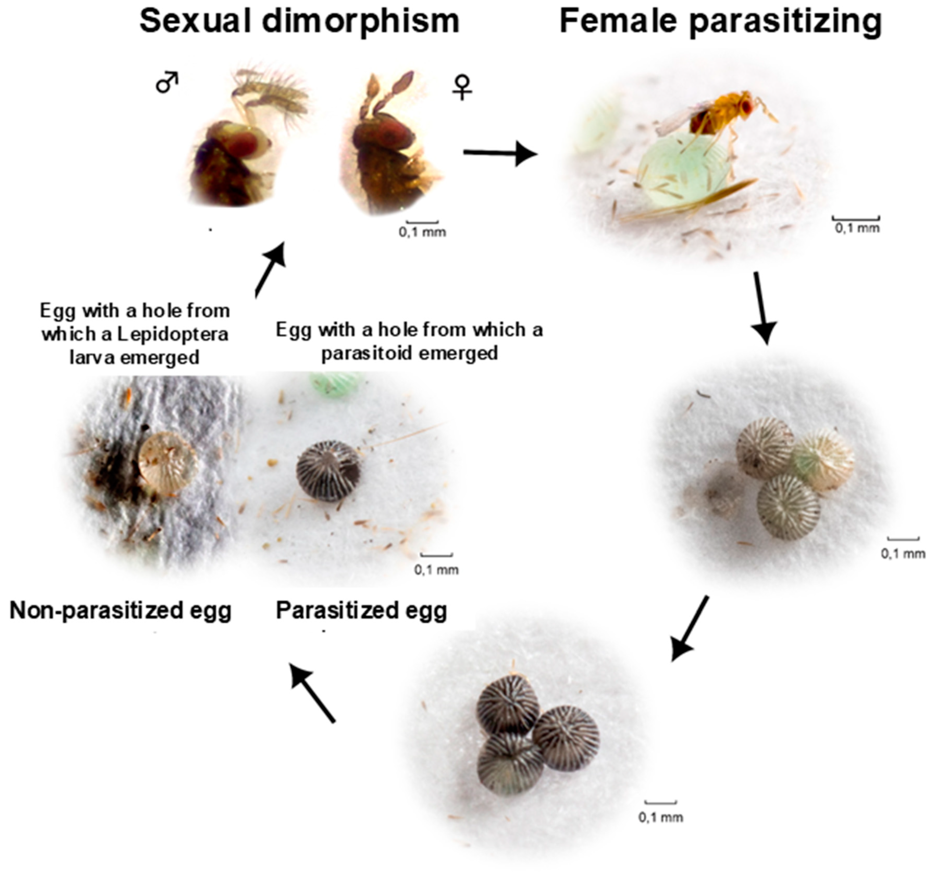 Insects 15 00869 g002 Insects 15 00869 g002