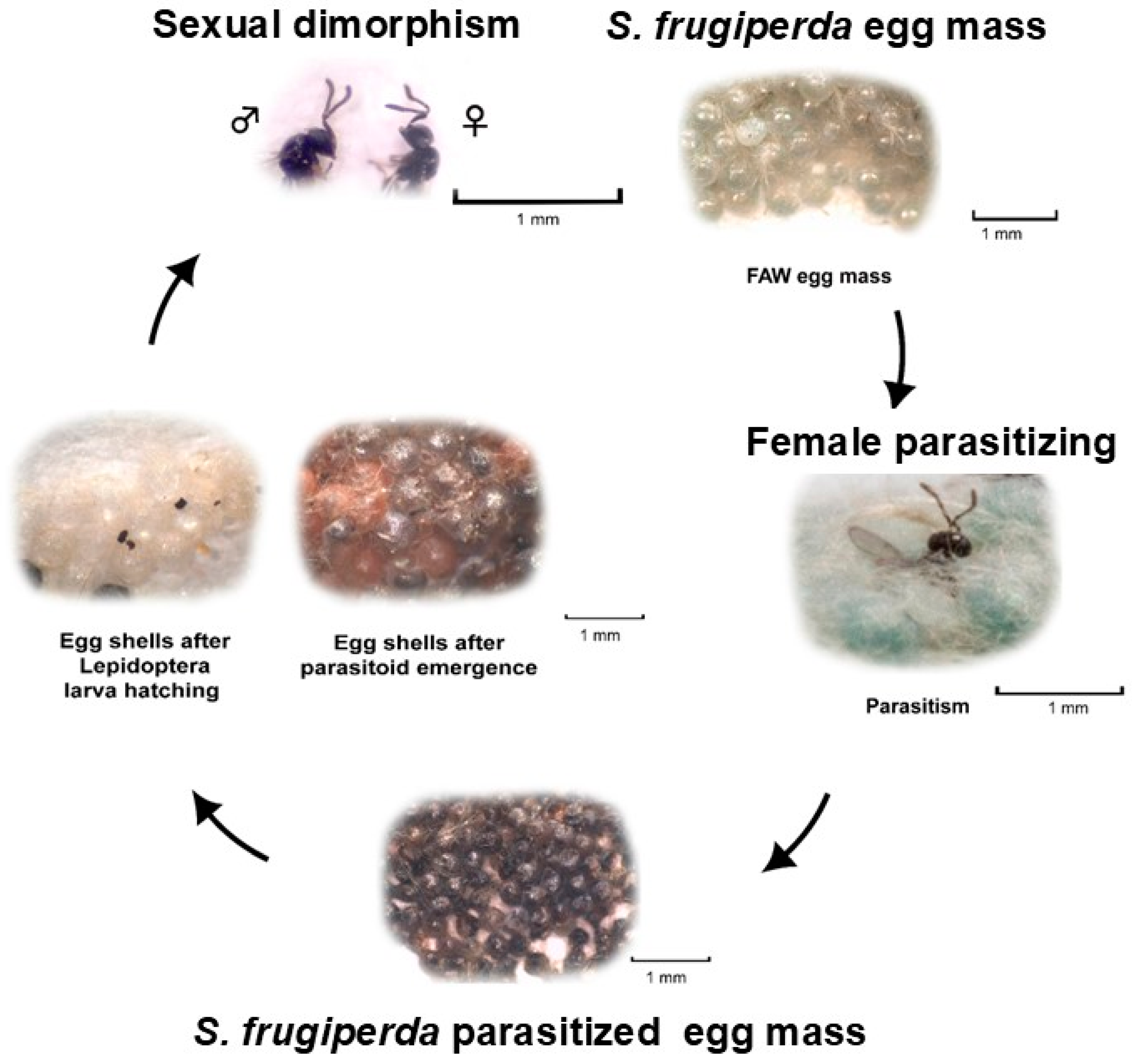Insects 15 00869 g003 Insects 15 00869 g003