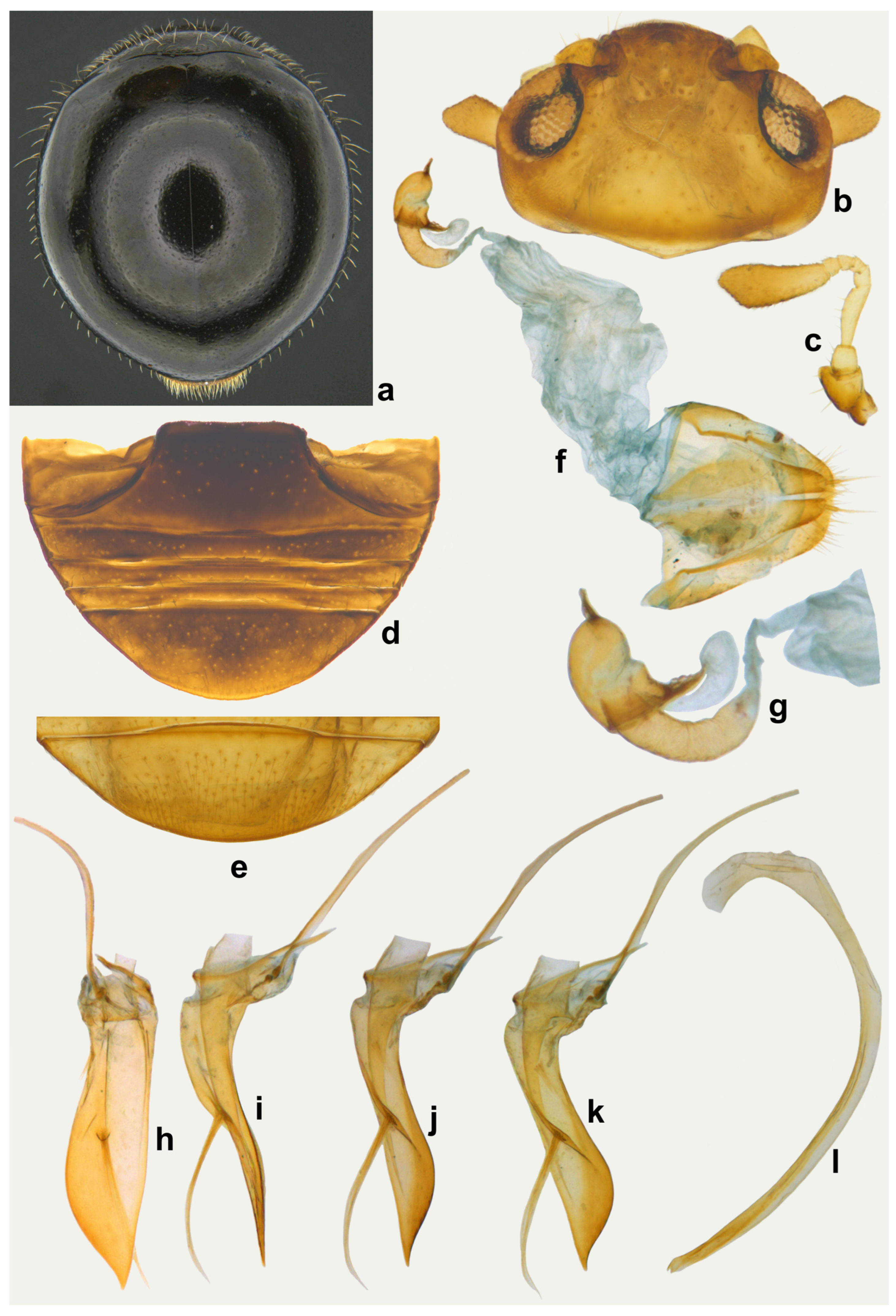 Insects 15 00874 g003