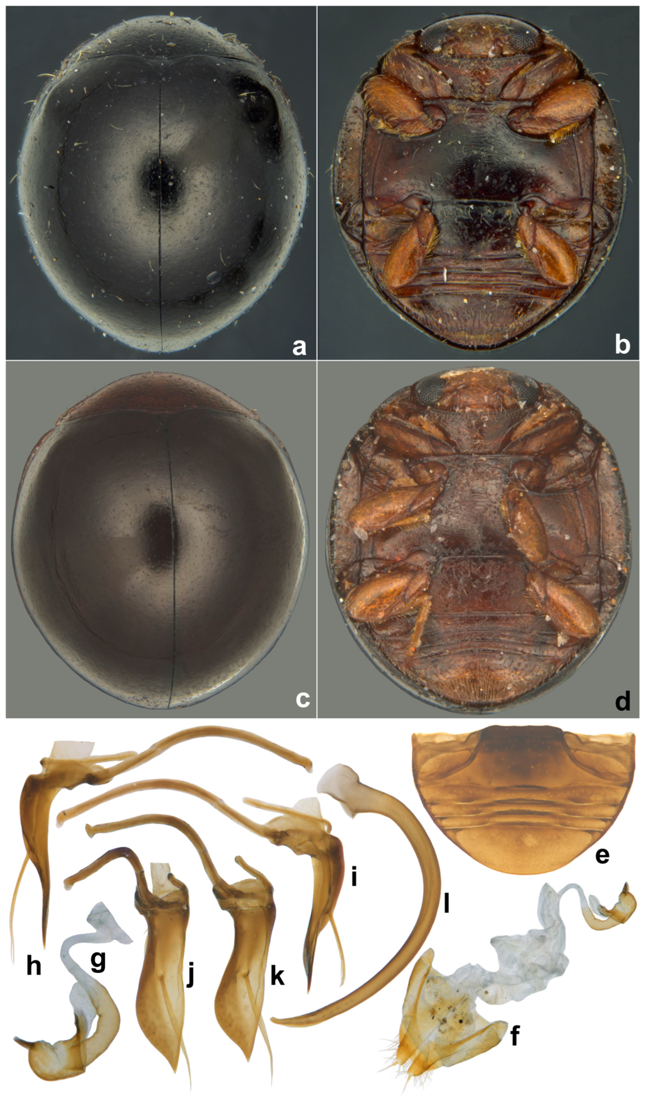 Insects 15 00874 g004