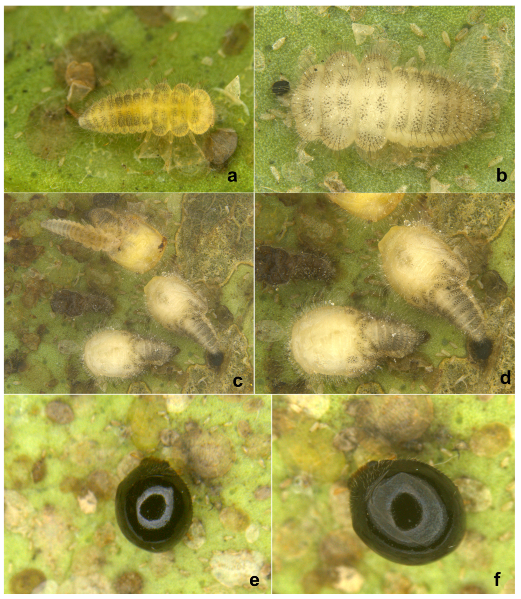 Insects 15 00874 g005