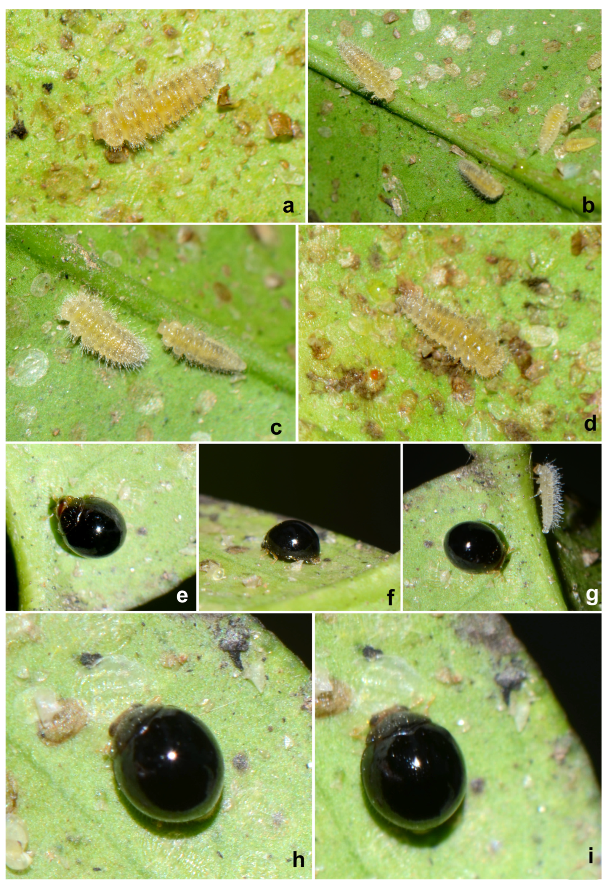 Insects 15 00874 g006